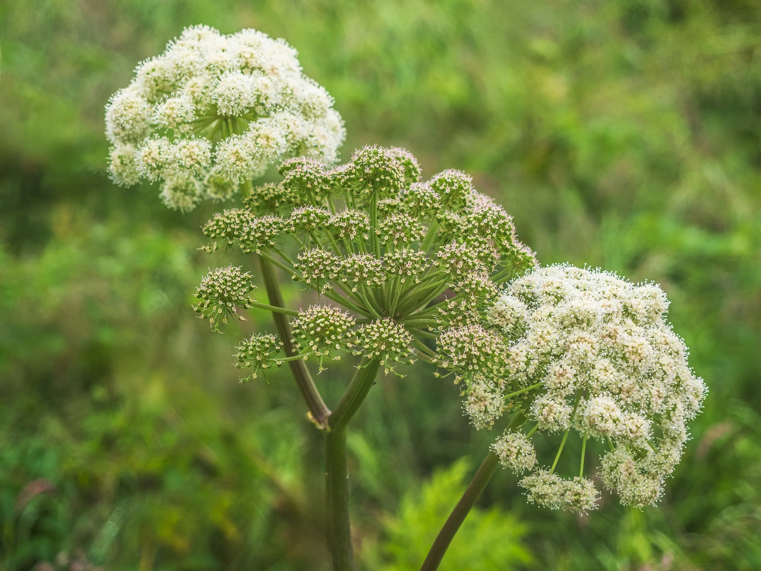 Angelica-Iceland-08-2024.jpg
