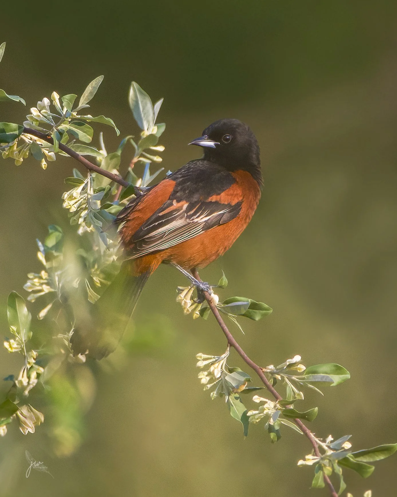 Orchard-Oriole-Marsh-Creek_05_04_22.jpg