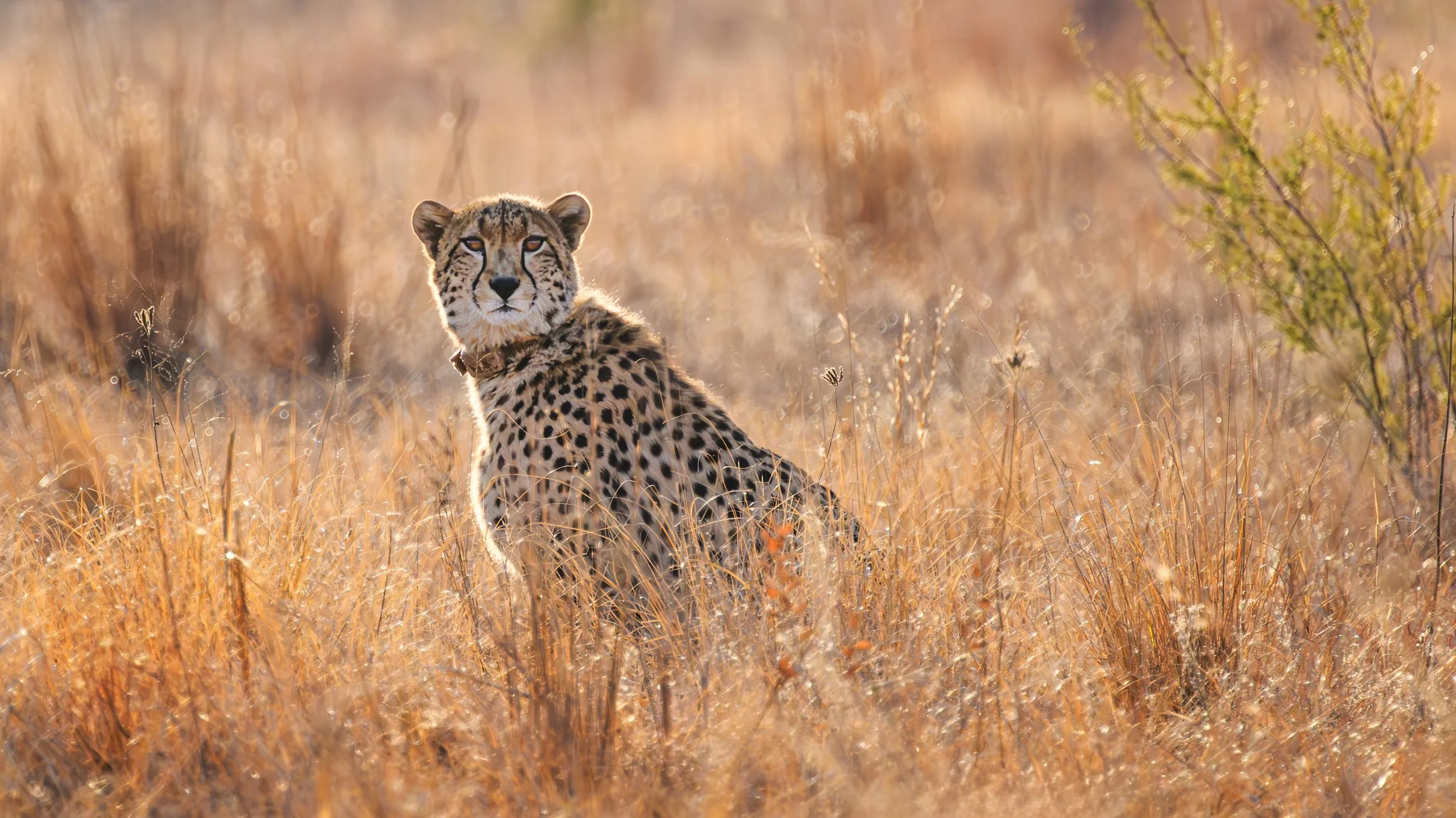 Cheetah - Rietvlei Nature Reserve - South Africa