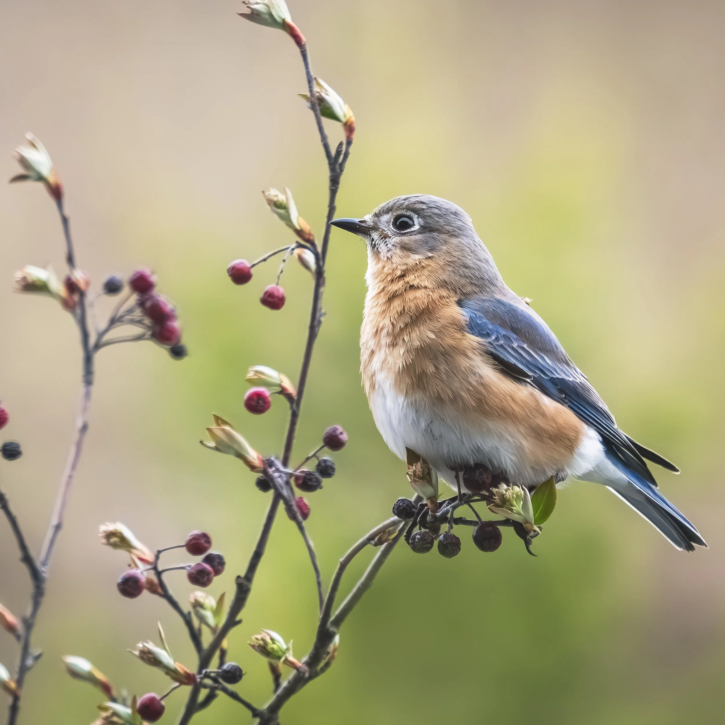 Eastern Bluebird  03 17 24.jpg