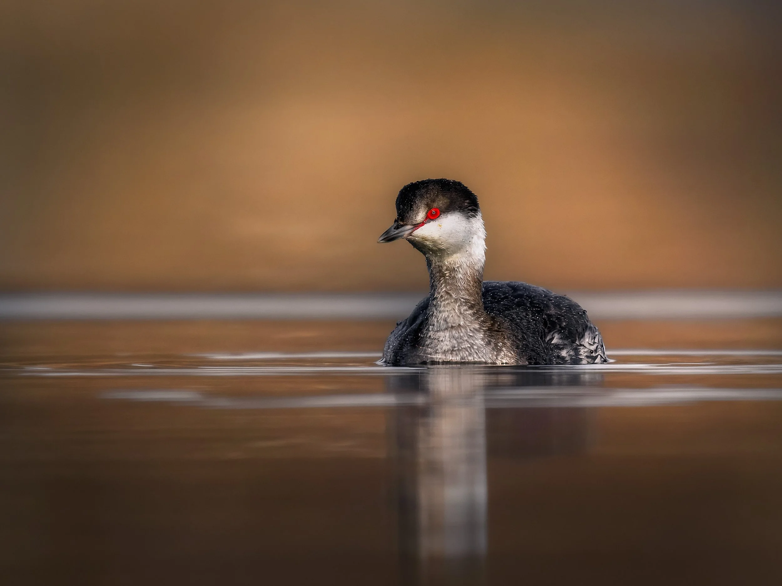 Horned Grebe - Marsh Creek State Park, Downingtown, Pennsylvania
