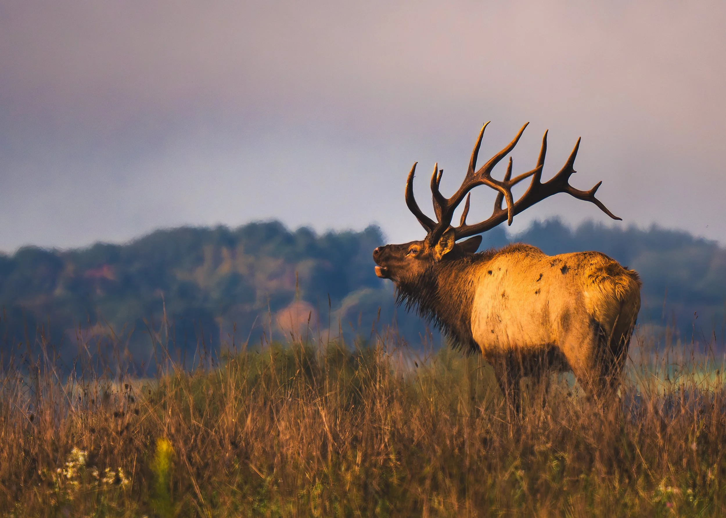 Elk-Bugle-Elk-County-2024-Rut.jpg