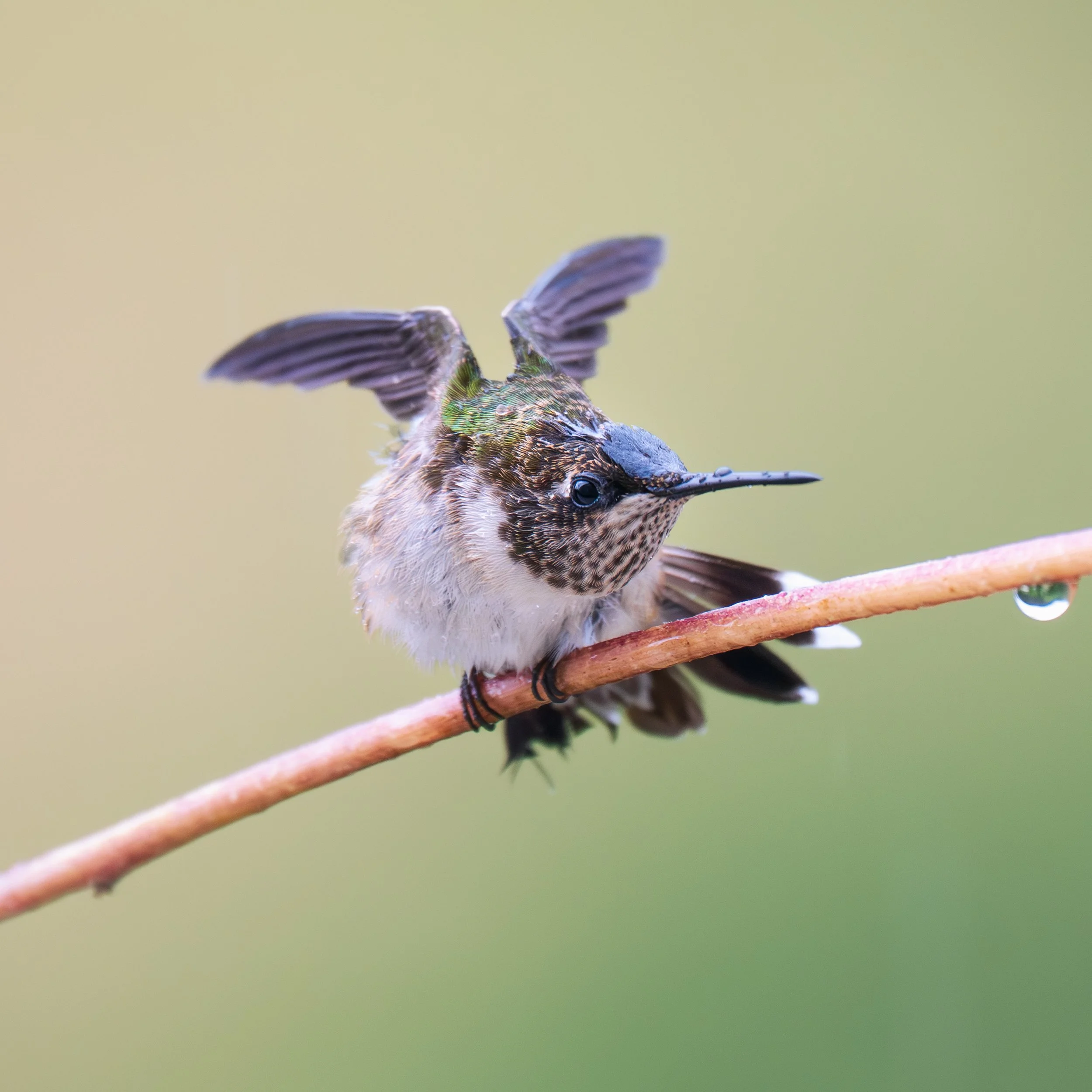 Hummingbird Fancy Look 2025.jpg