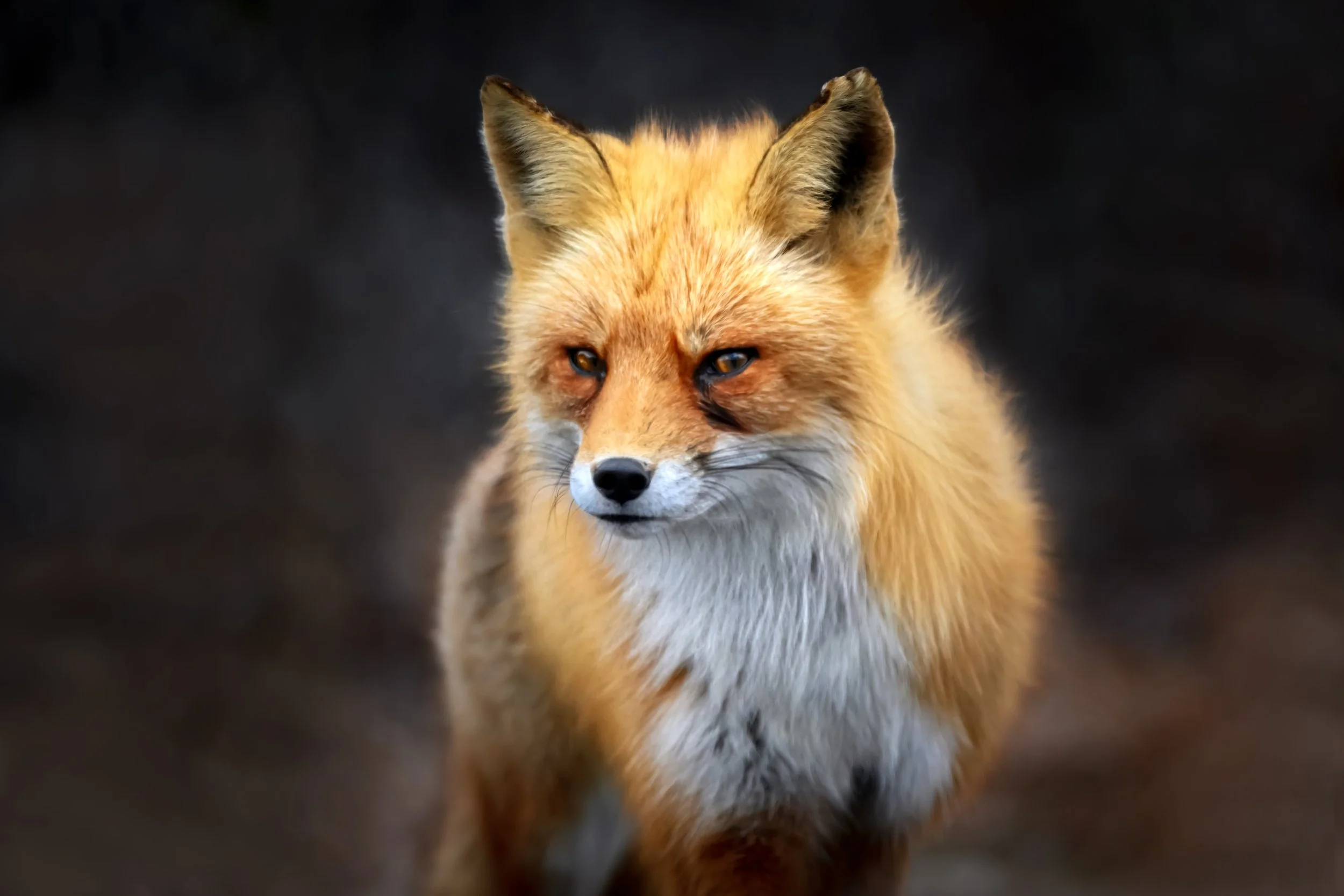 Fox in the Shadows - New Jersey Shore