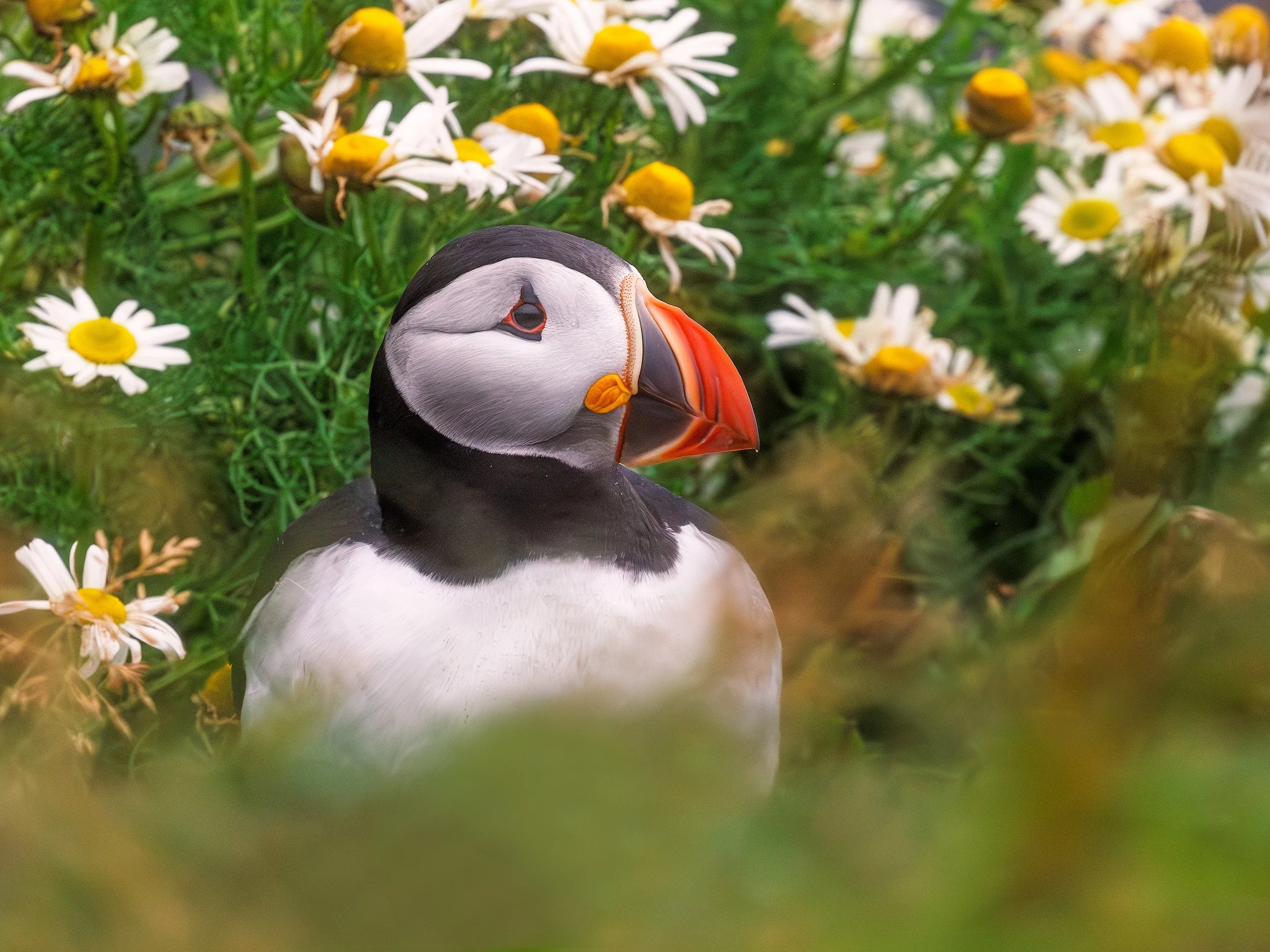 Puffin-Daisy-Dyrholaey_08_05_24.jpg