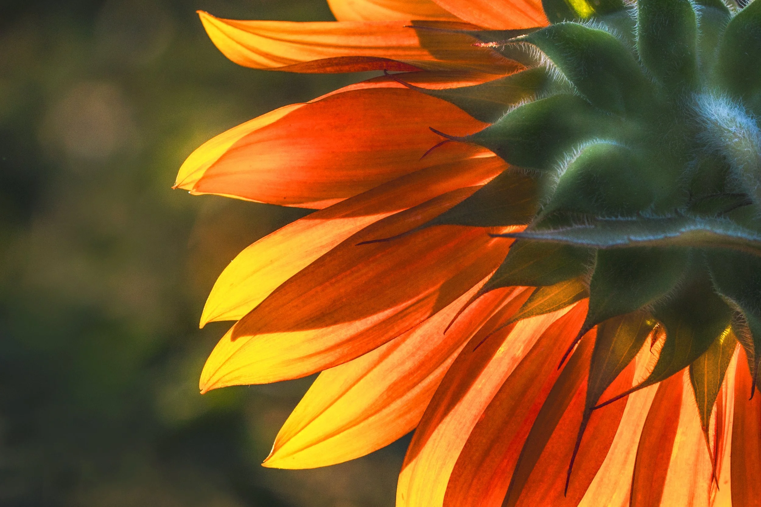 Sunflower Flames - Elverson, Pennsylvania