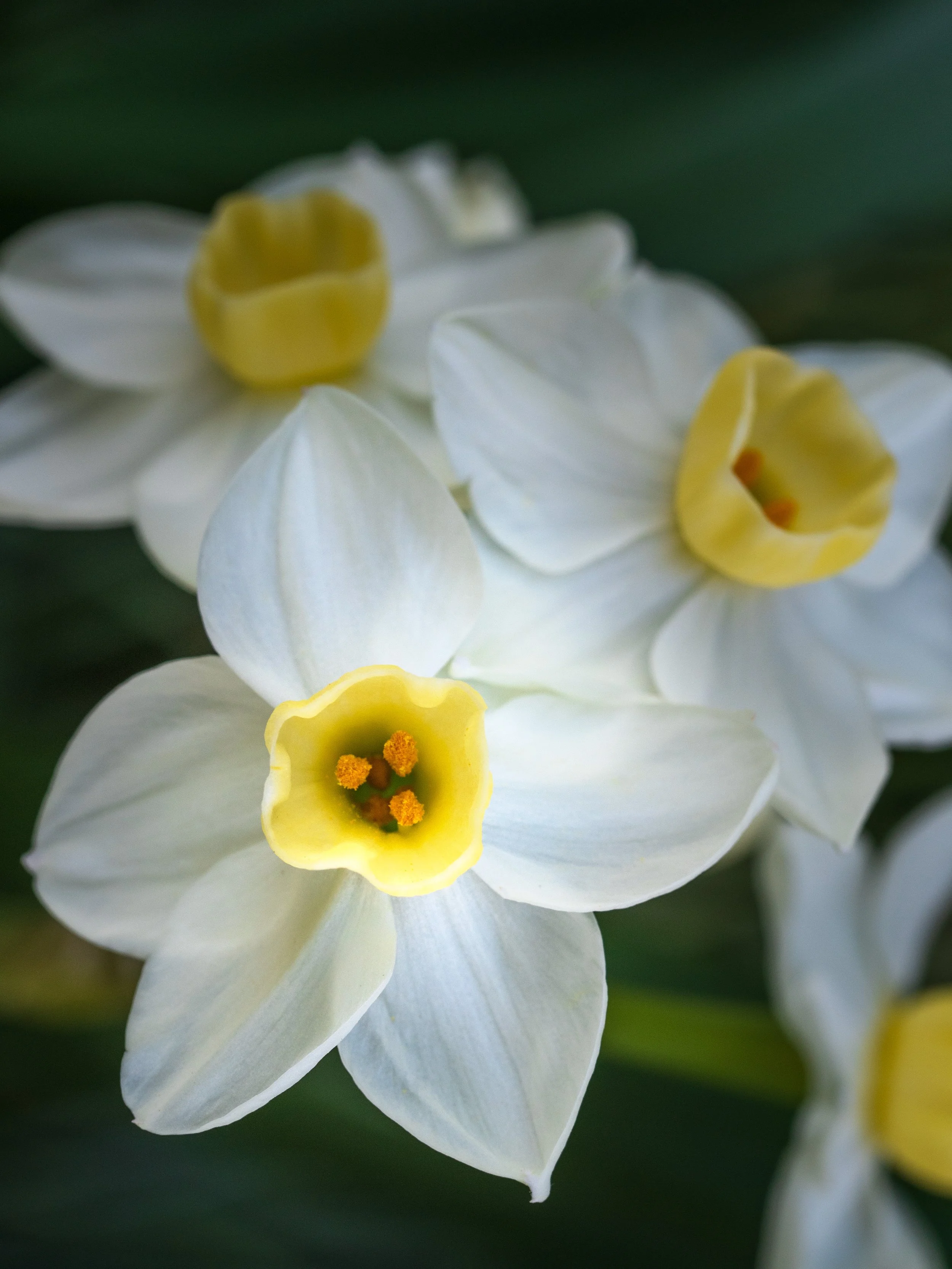 Daffodils, Chanticleer Garden, Wayne, Pennsylvania (Portrait)