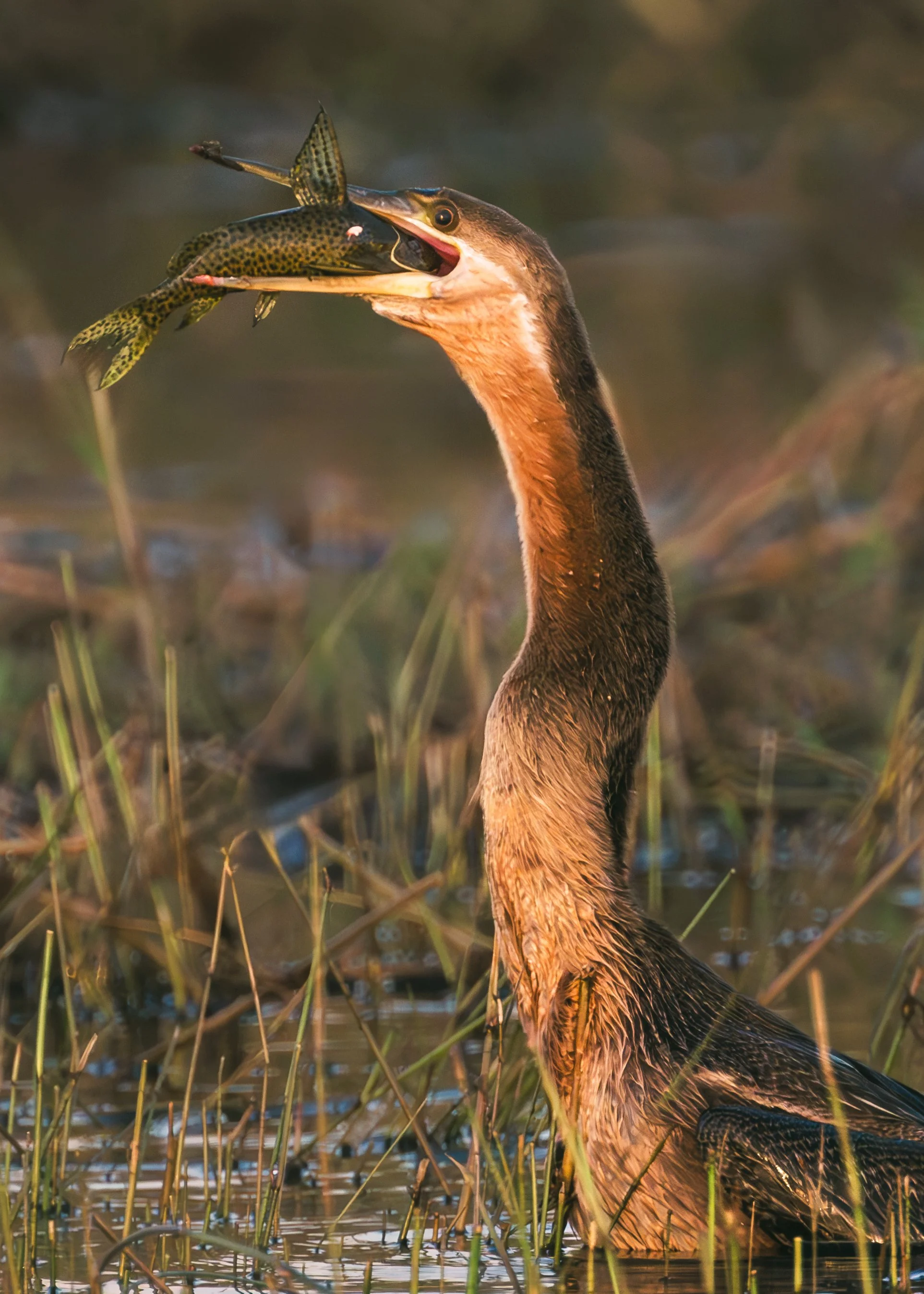 African-Darter_Chobe-River.jpg