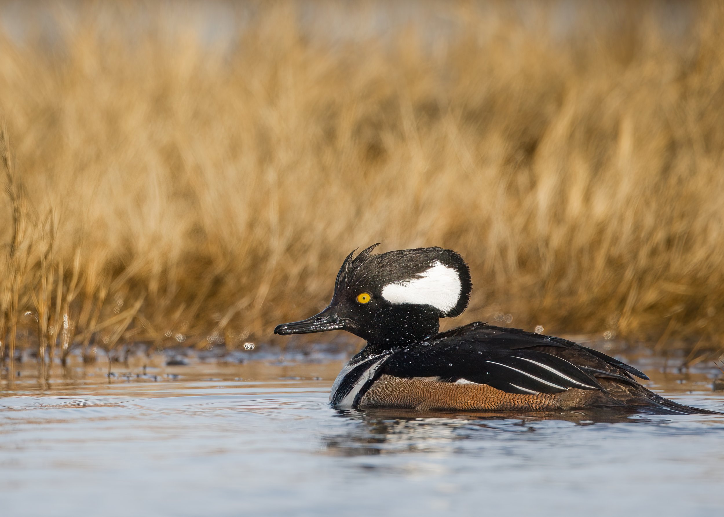 Hooded Merganser Forsythe 03 12 23.jpg
