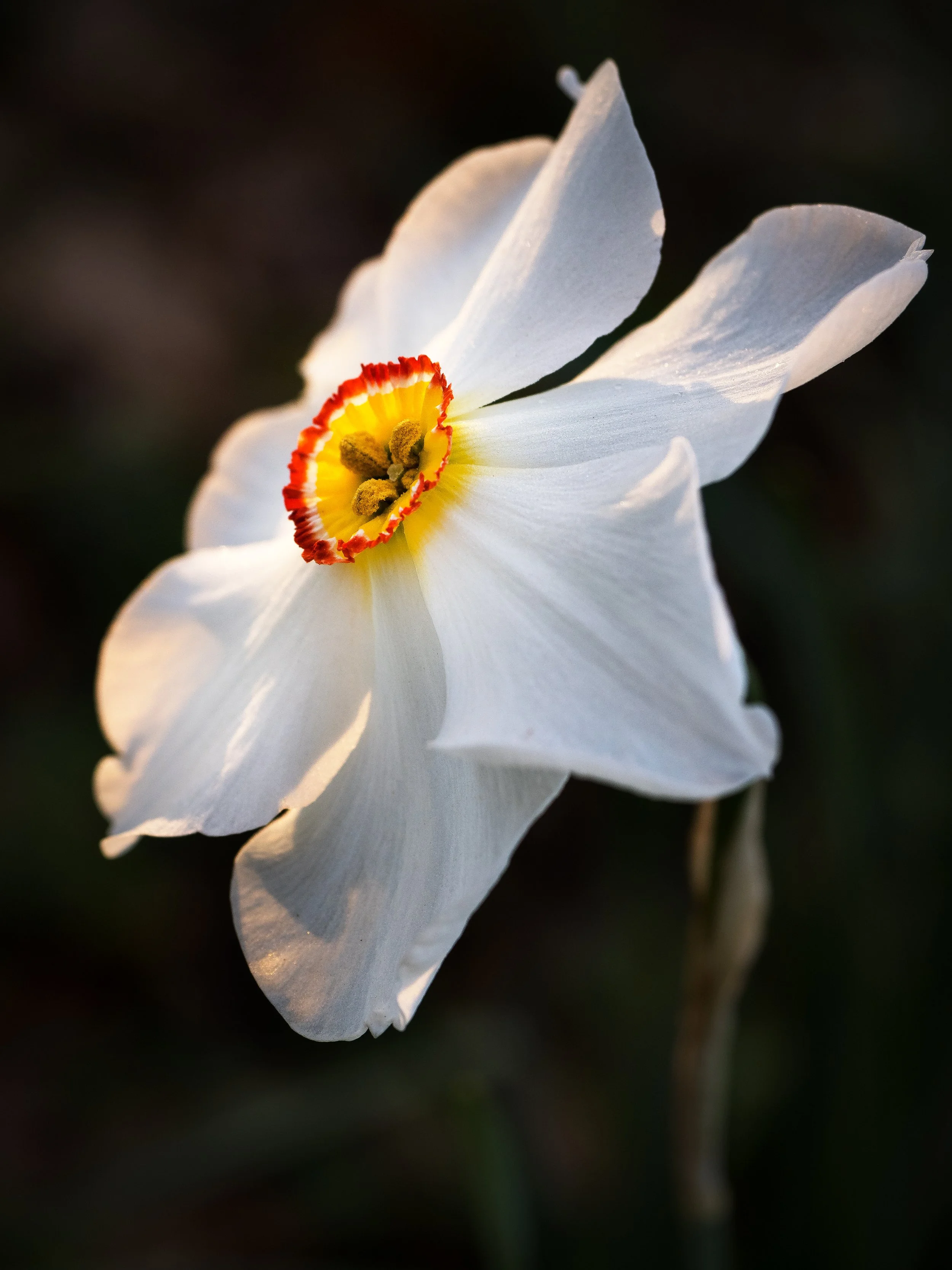 Poets-Daffodil.jpg