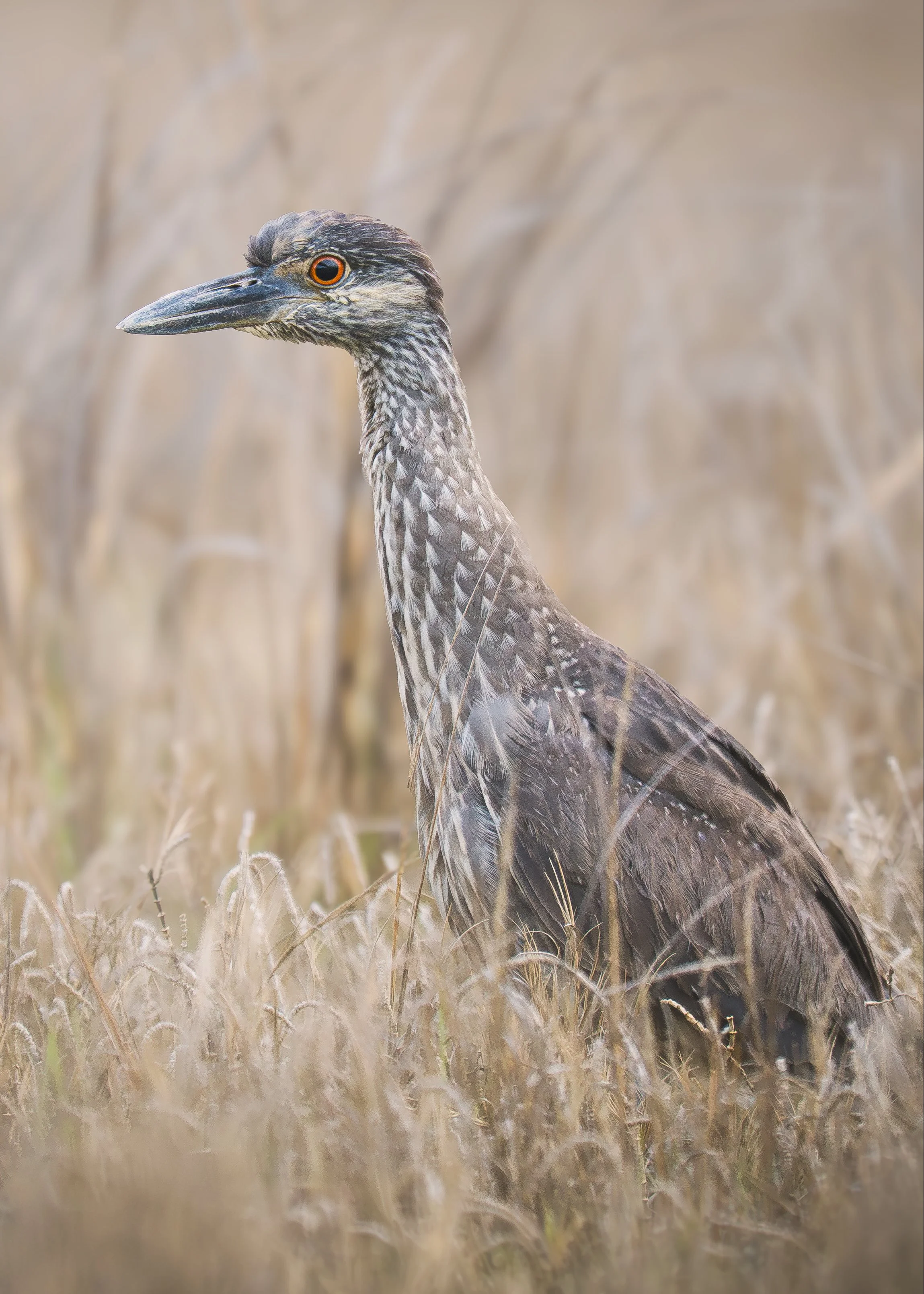 Black-Crown-Night-Heron-Juvenile-OC-Rookery_04_2025.jpg