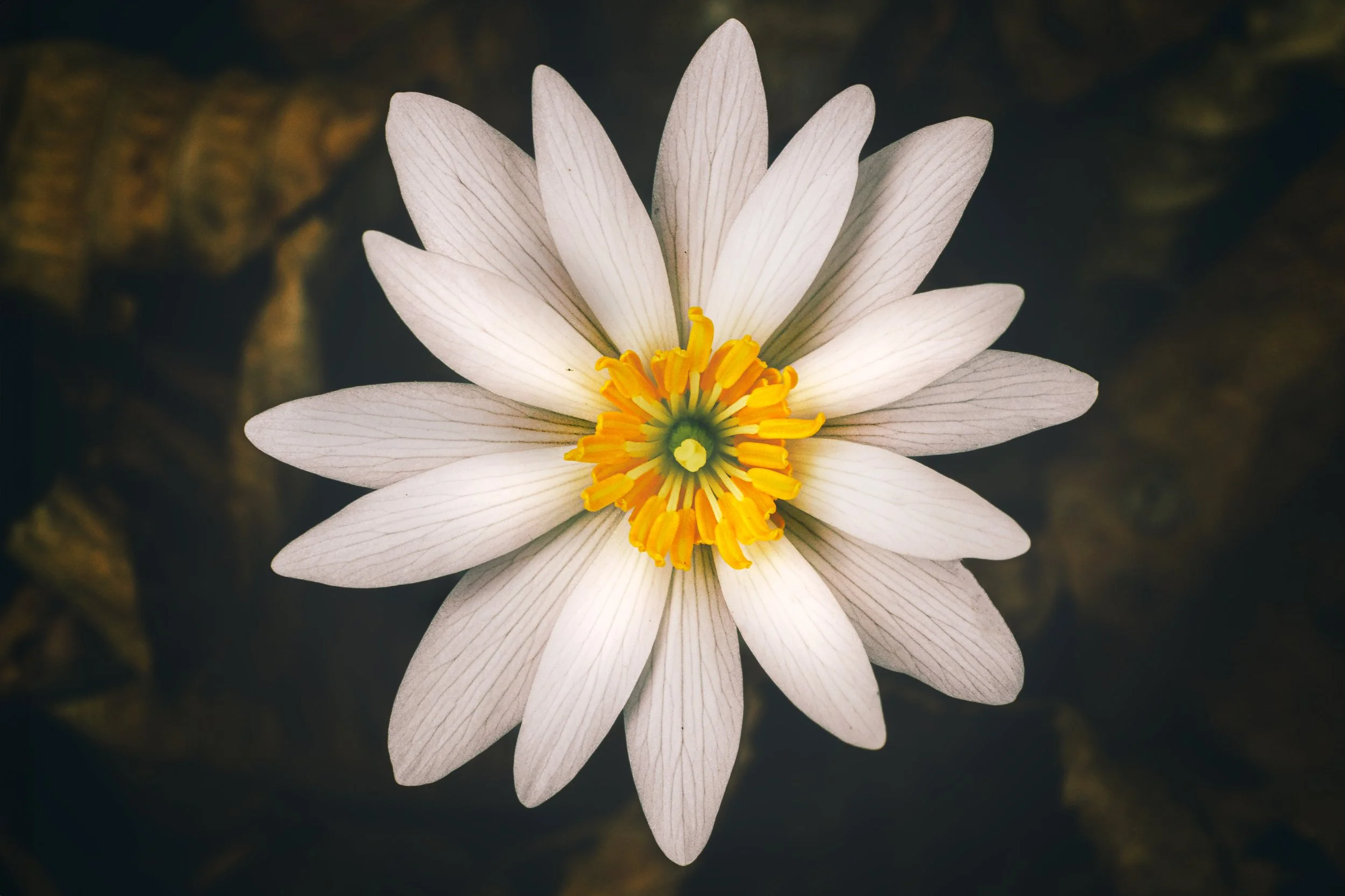 Bloodroot.jpg