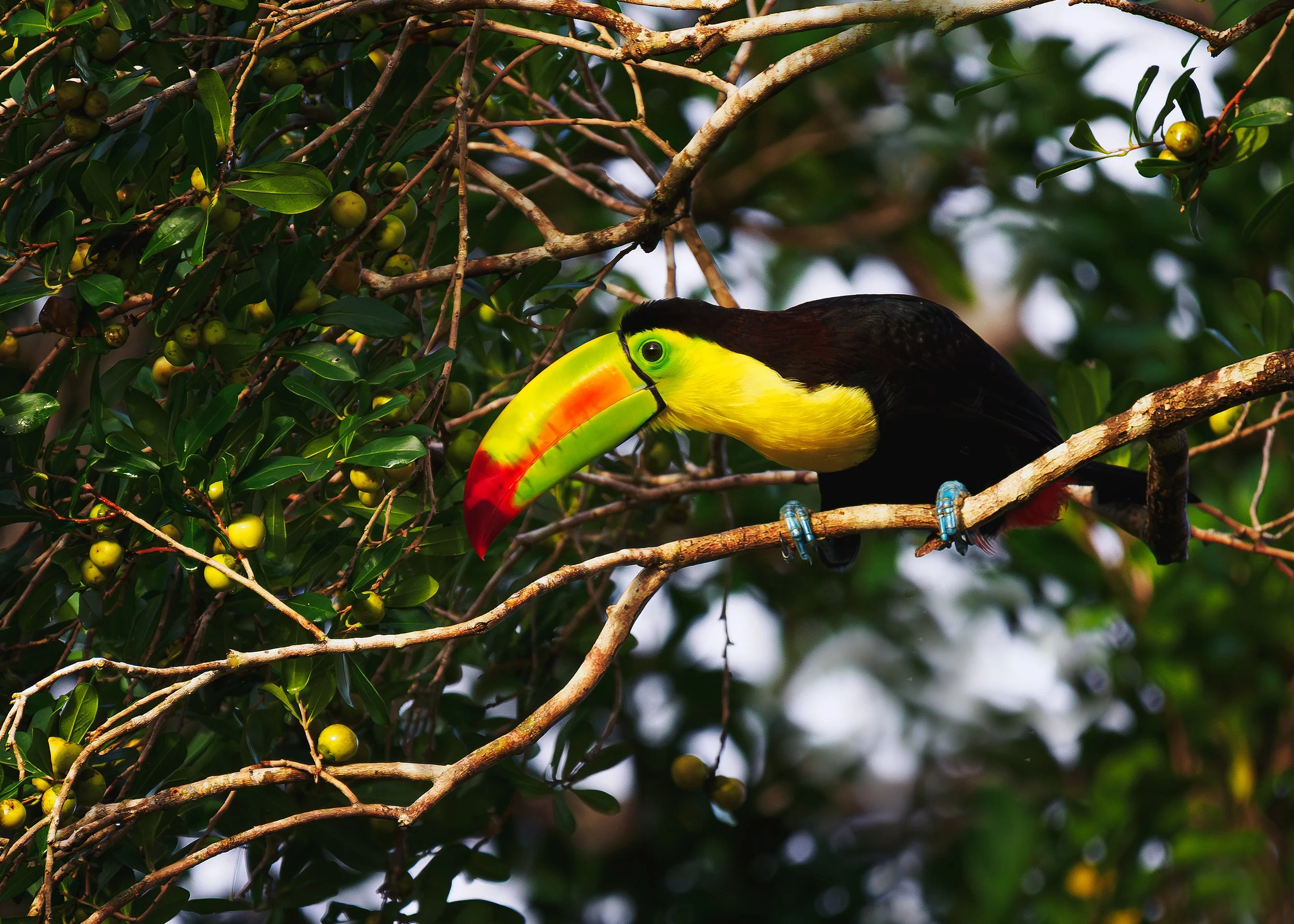 Keel-Bill-Toucan-Muyil.jpg