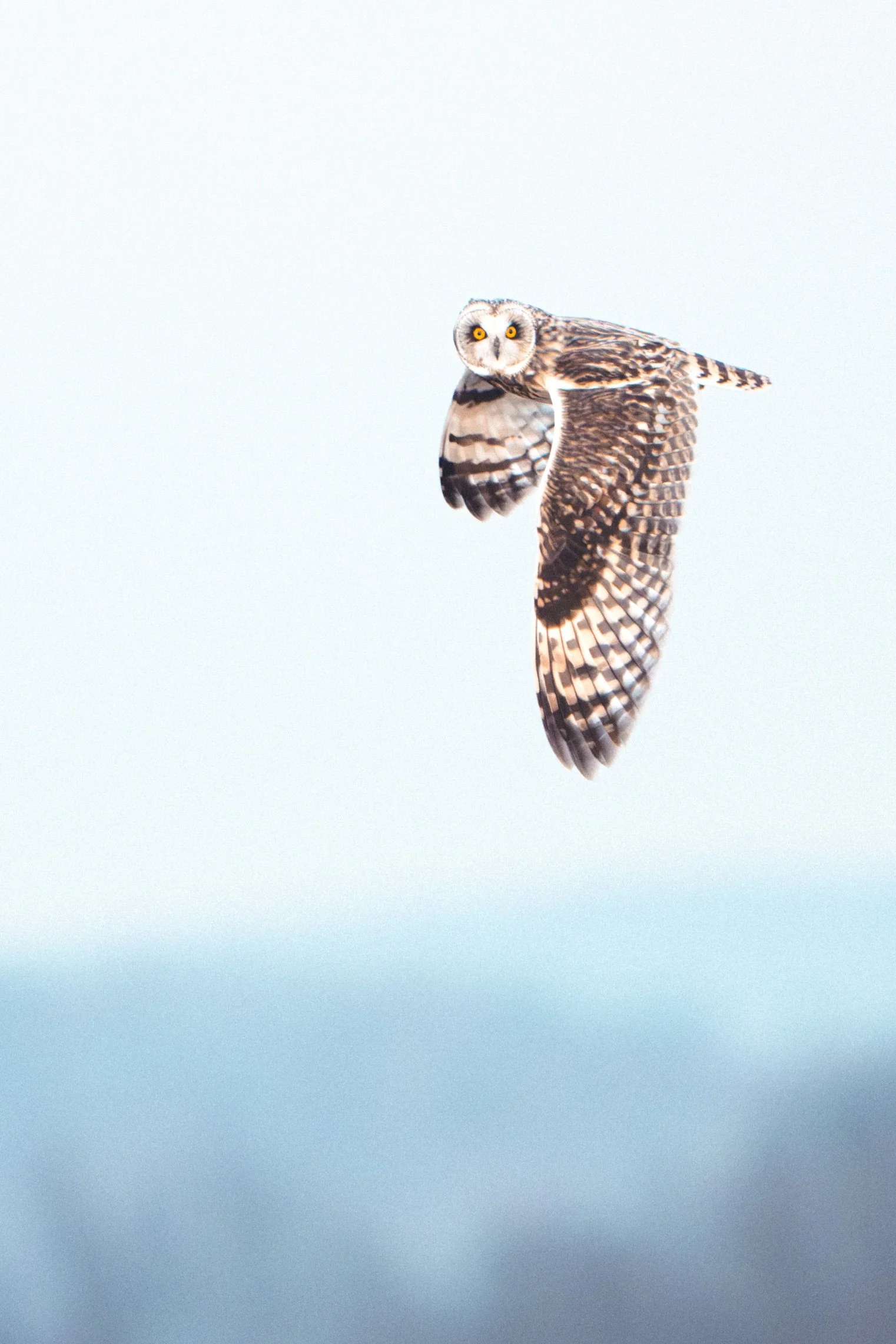 Short Eared Owl Shawgagunk.jpg