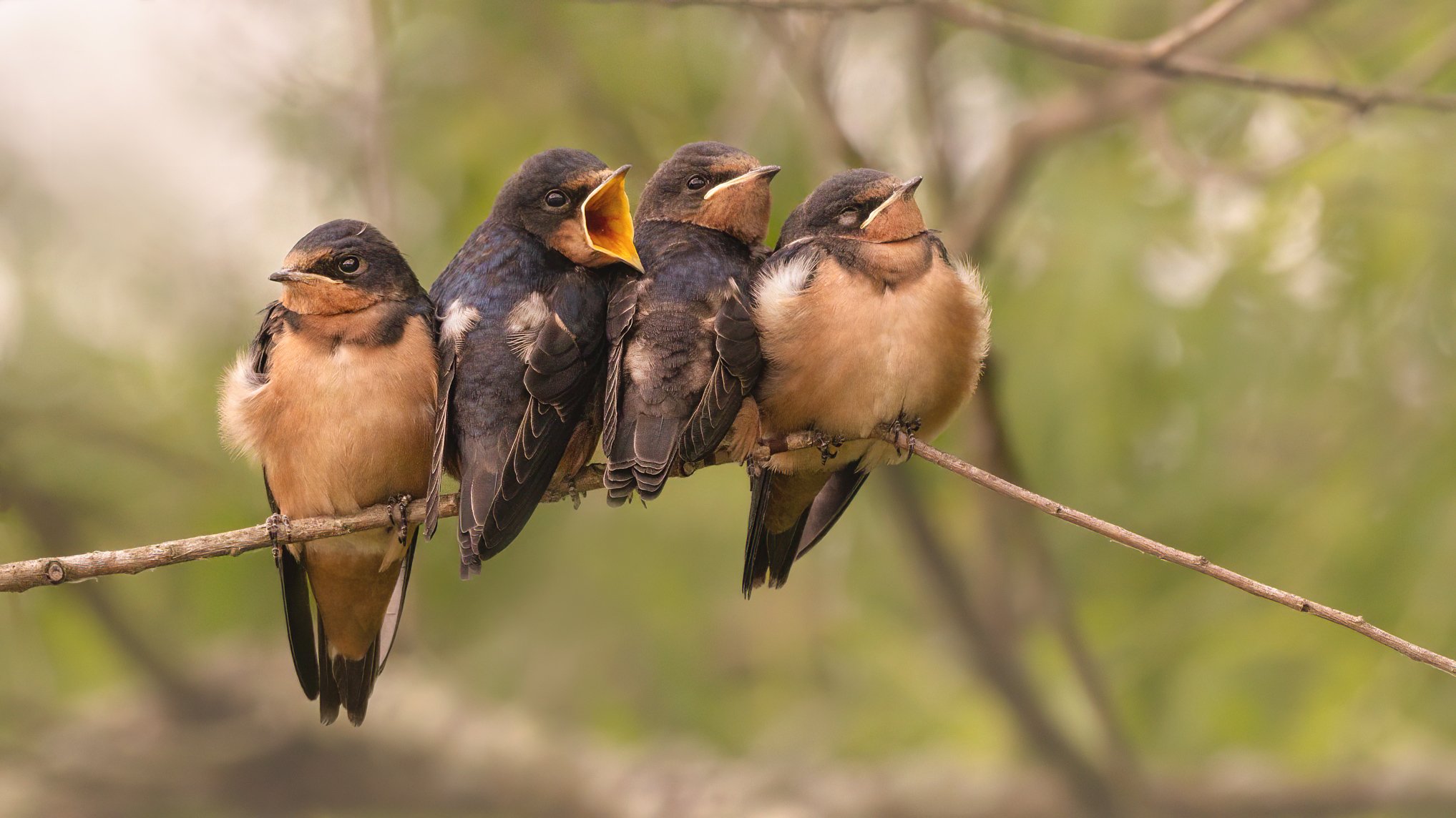 Barn-Swallows-Chambers-Lake-06_23-PG.jpg