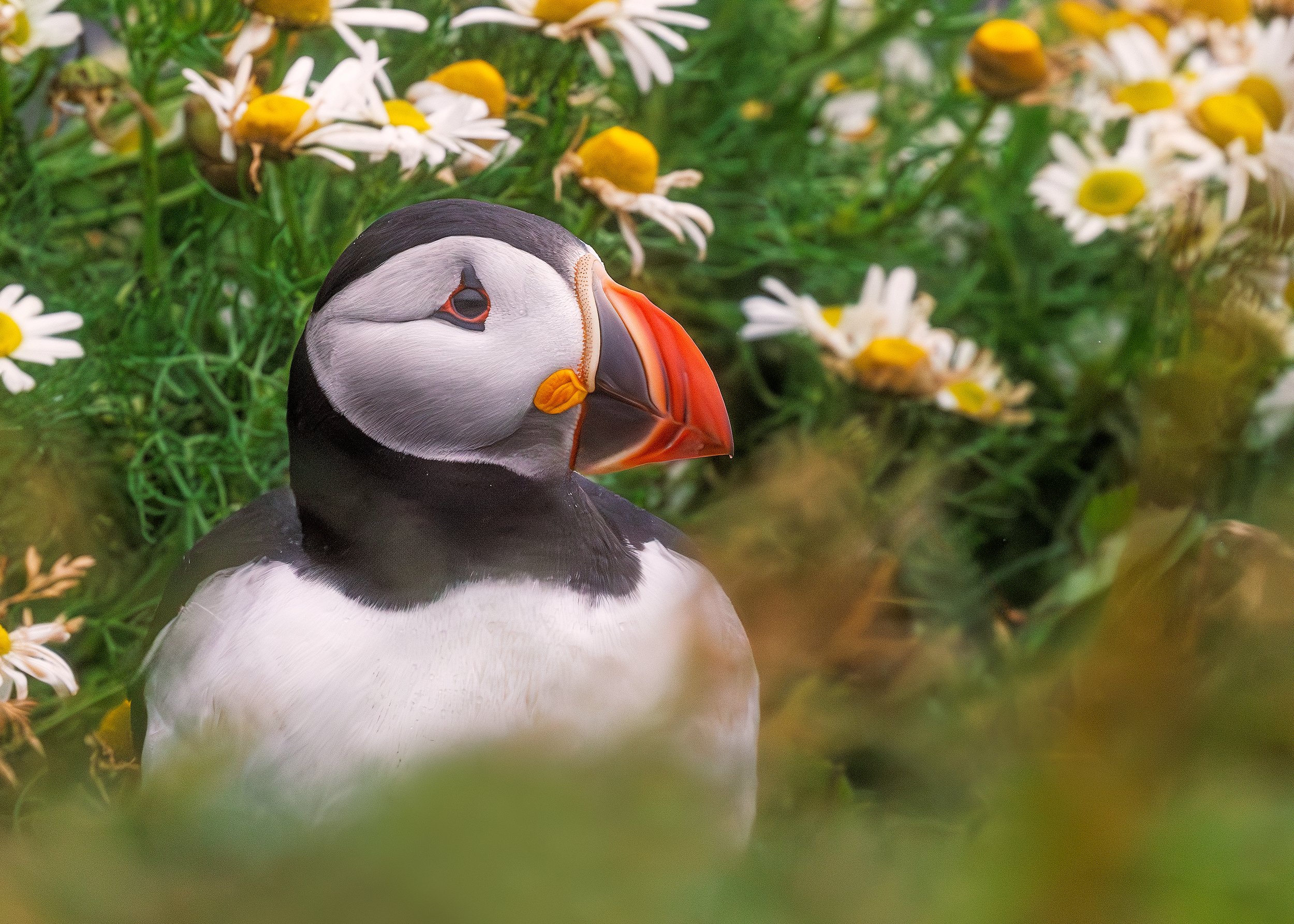 Puffin-in-Daisy-Dyrholaey_08_05_24.jpg