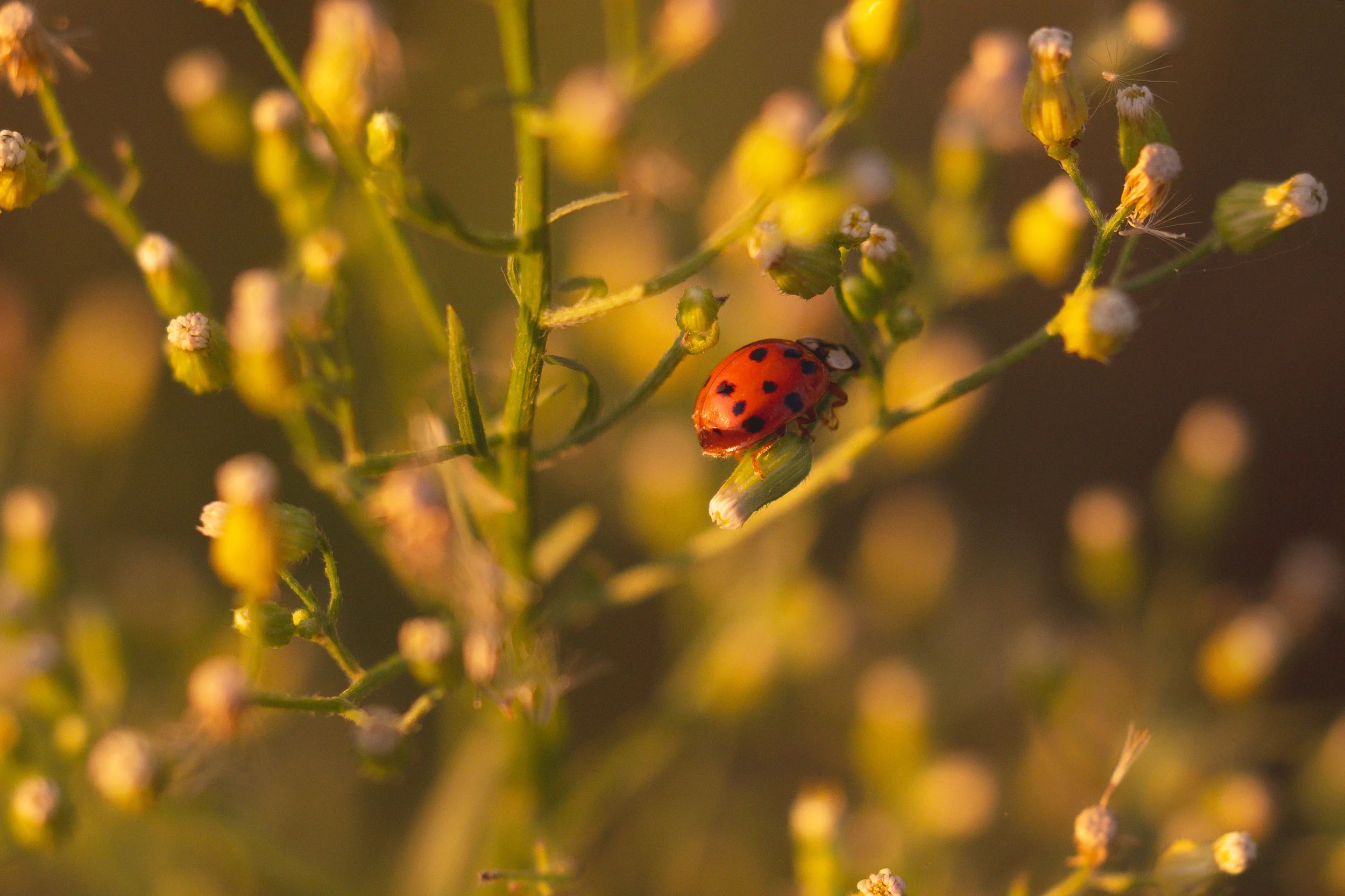 Lady-Bug-Golden-Hour-Macro.jpg