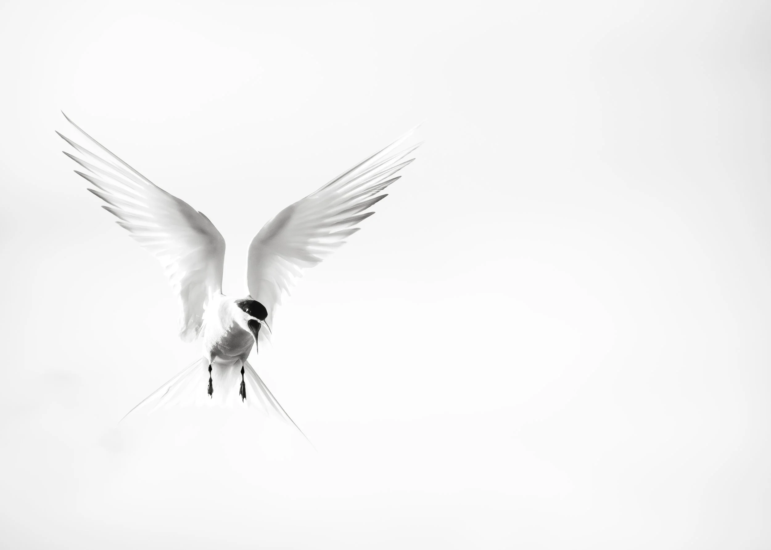 Arctic-Tern-Iceland-08-2024.jpg