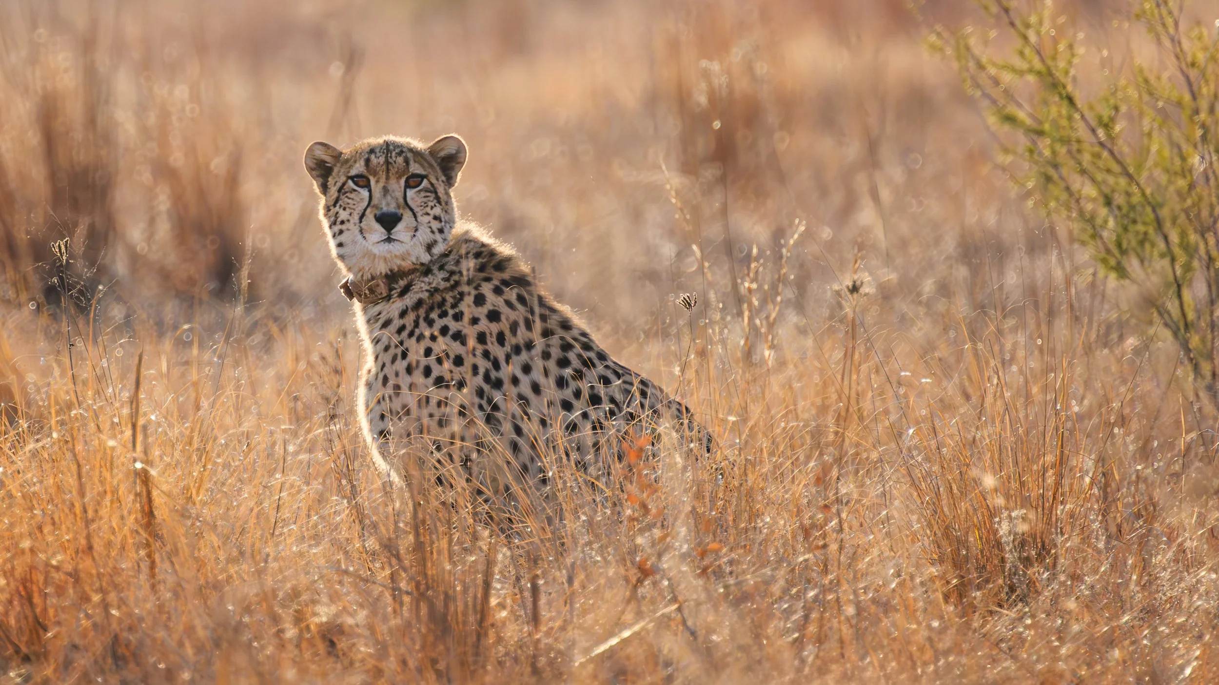 Cheetah_Rietvlei-Nature-Reserve_2023_08_06.jpg