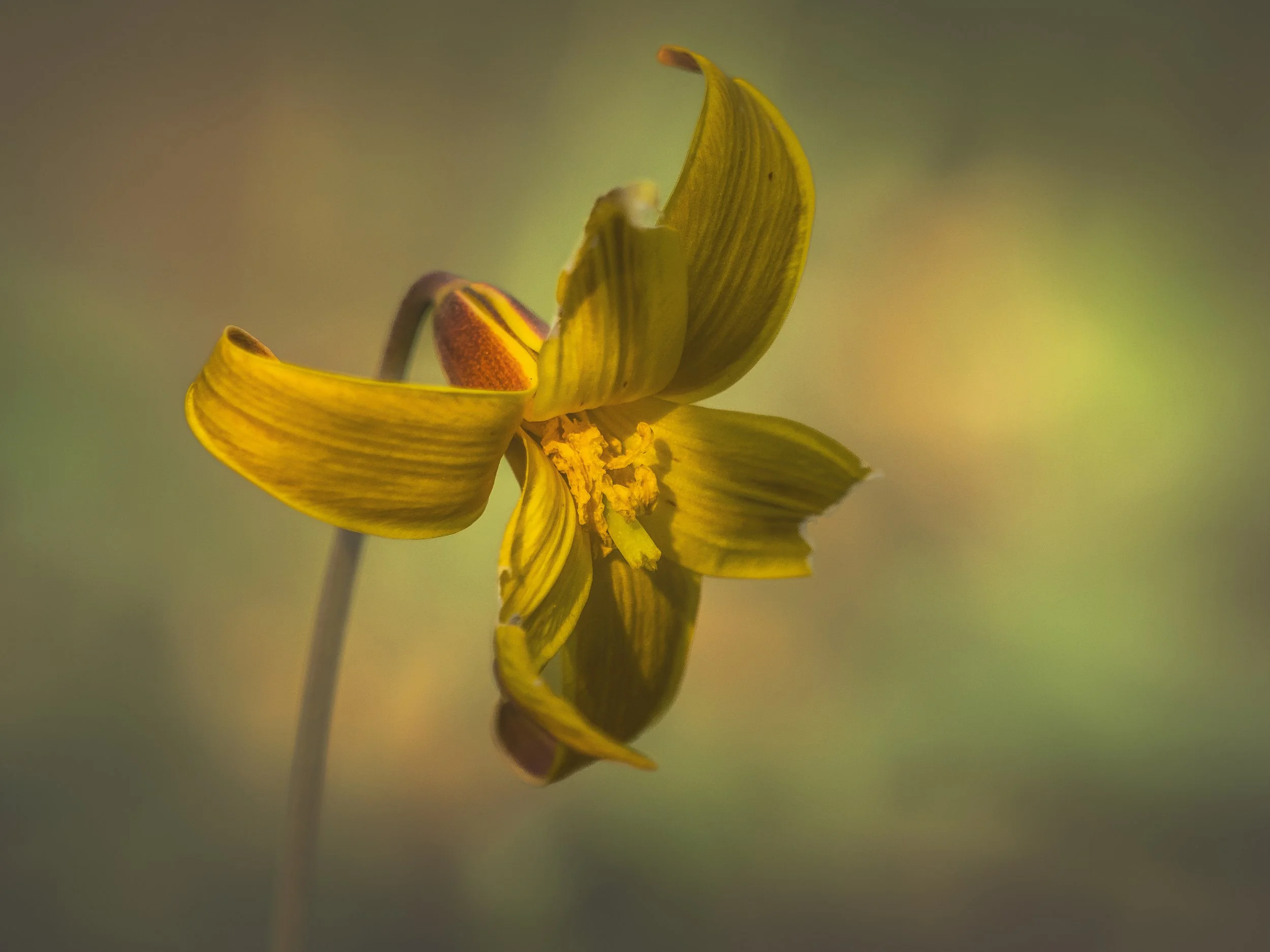 Trout-Lily_BMP_April-2024.jpg