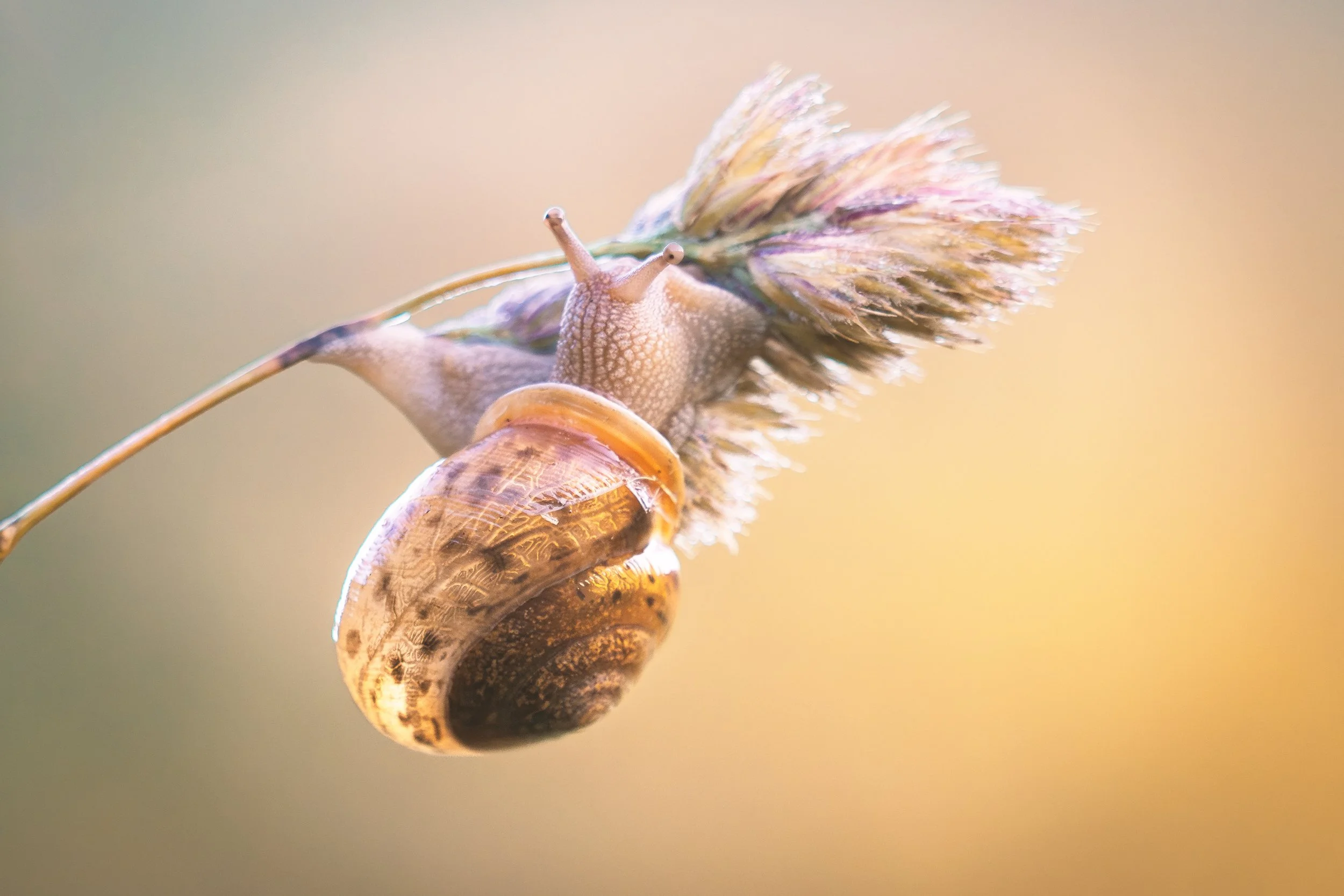 Snail-in-the-Morning_Acony-Bell_06_2025-FAA.jpg