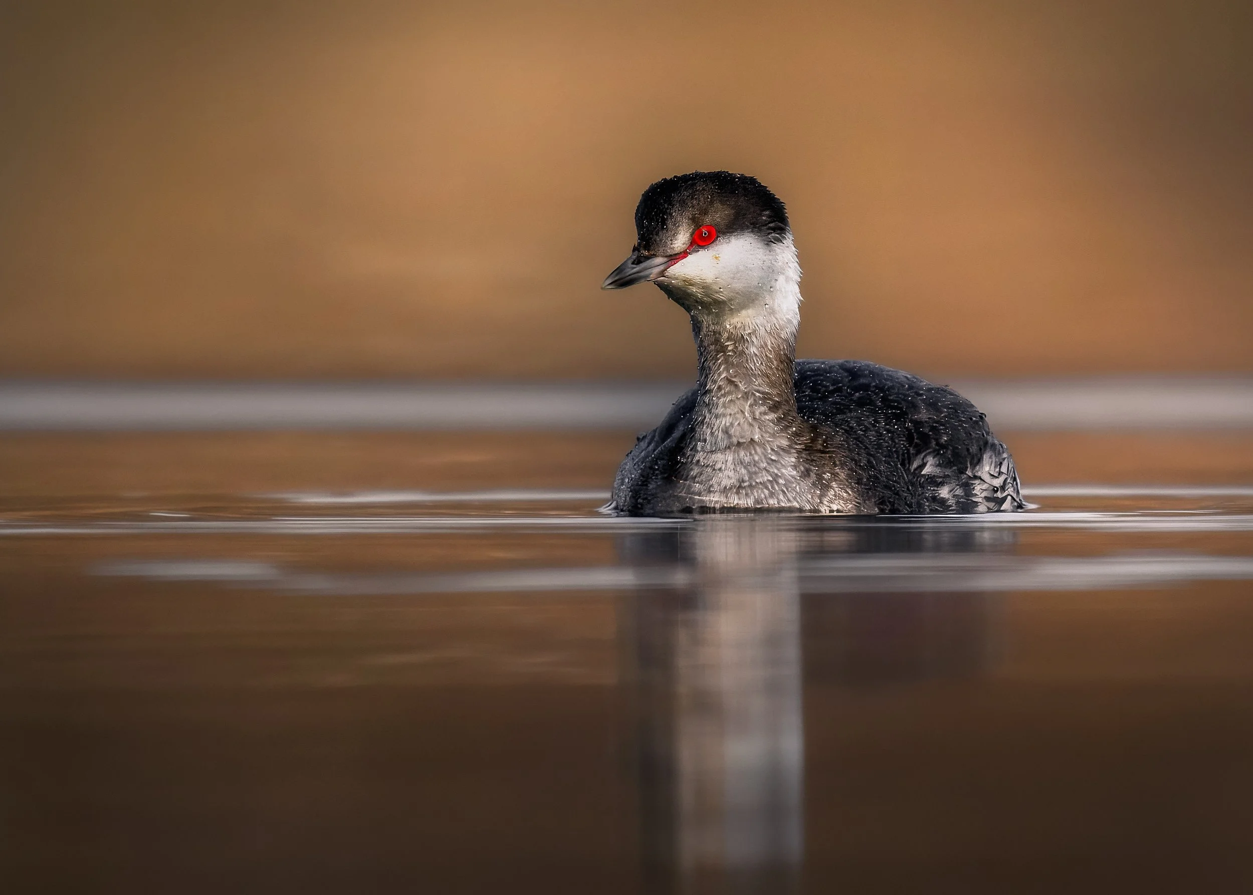 Horned Grebe  Marsh  Creek 03 02 2025.jpg