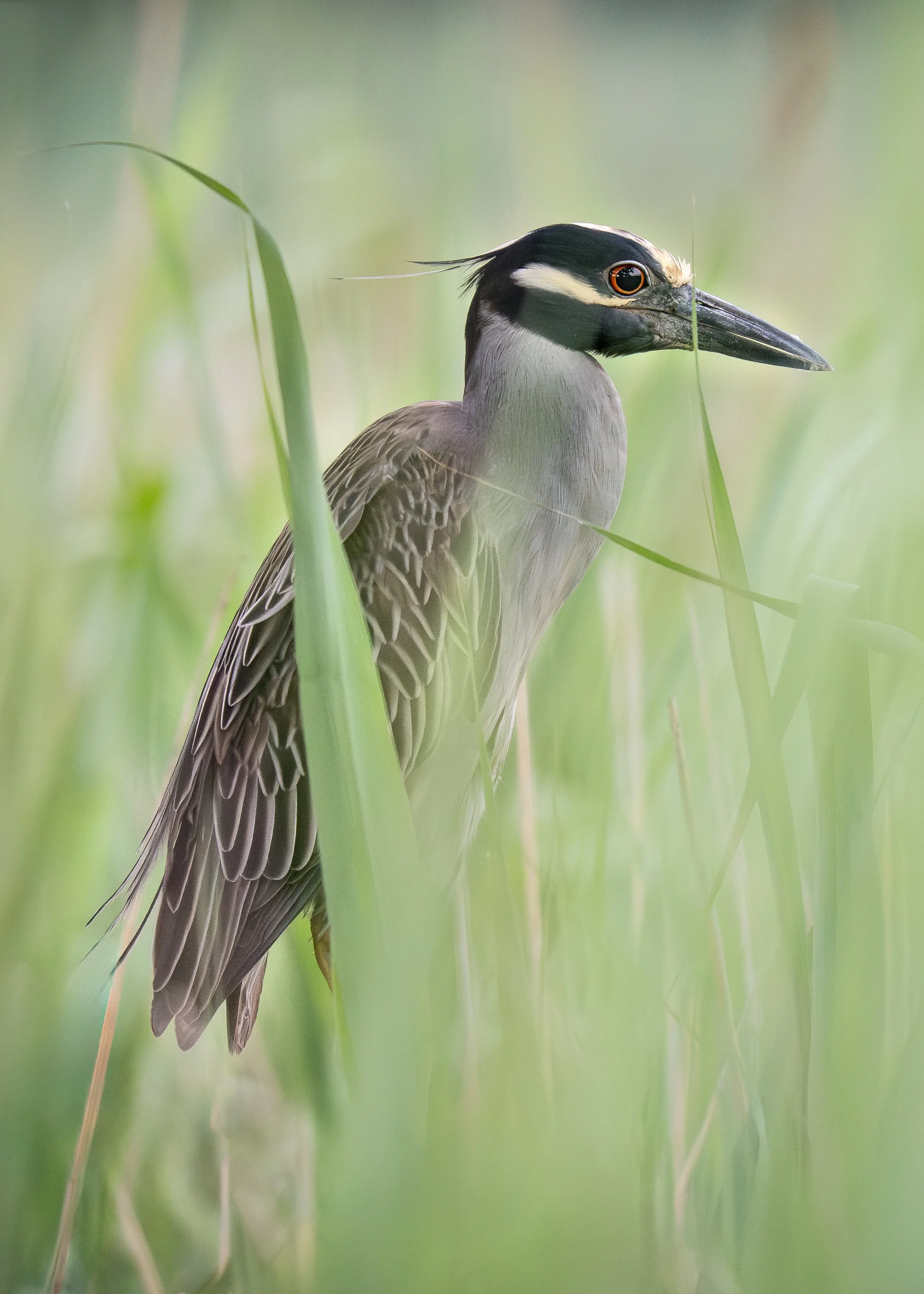Yellow Crowned Night Heron Ocean City Rookery 06 2025.jpg