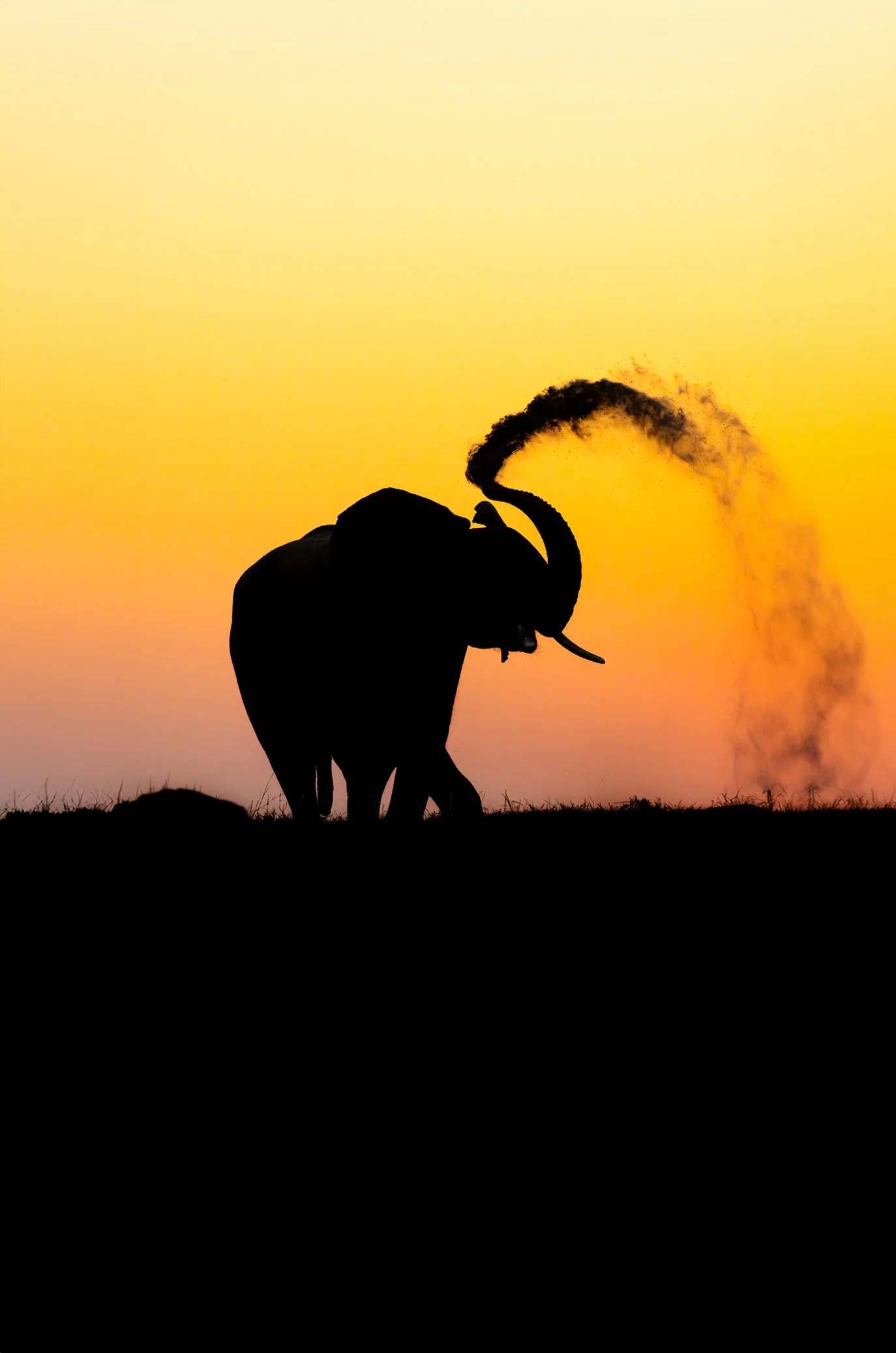 Elephant Silhouette - Chobe River, Botswana