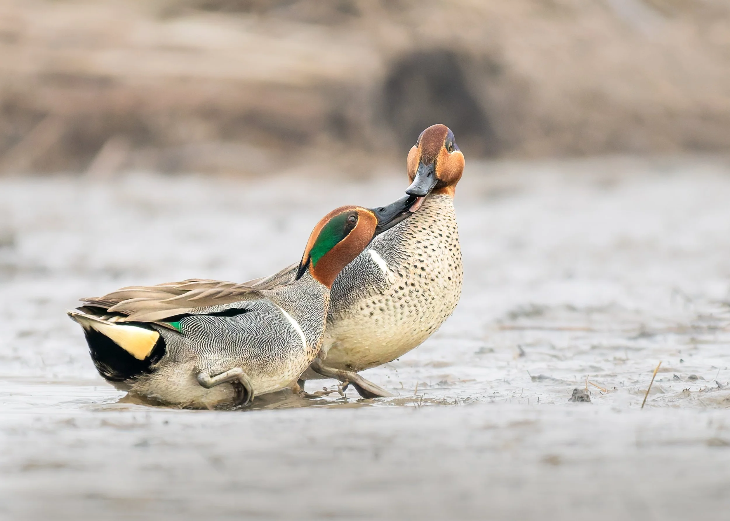 Green-Winged-Teal-Kiss-Susquehanna-03-2026.jpg