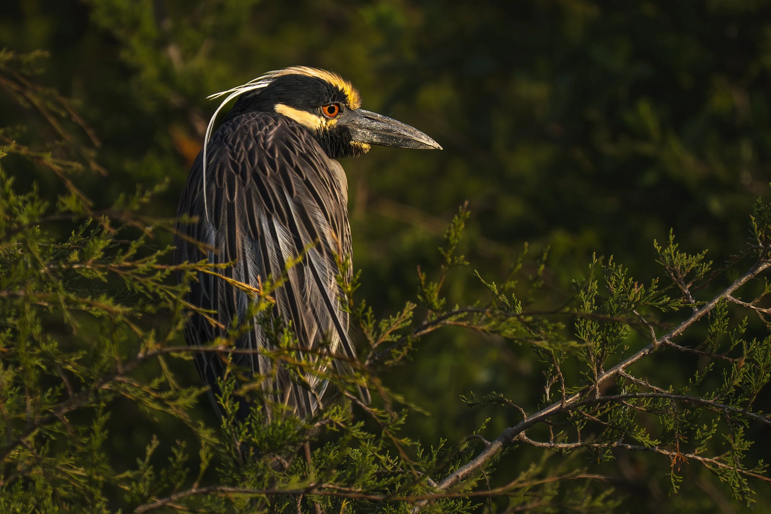 Yellow-Crowned-Night-Heron-OC-Rookery-04-2025.jpg