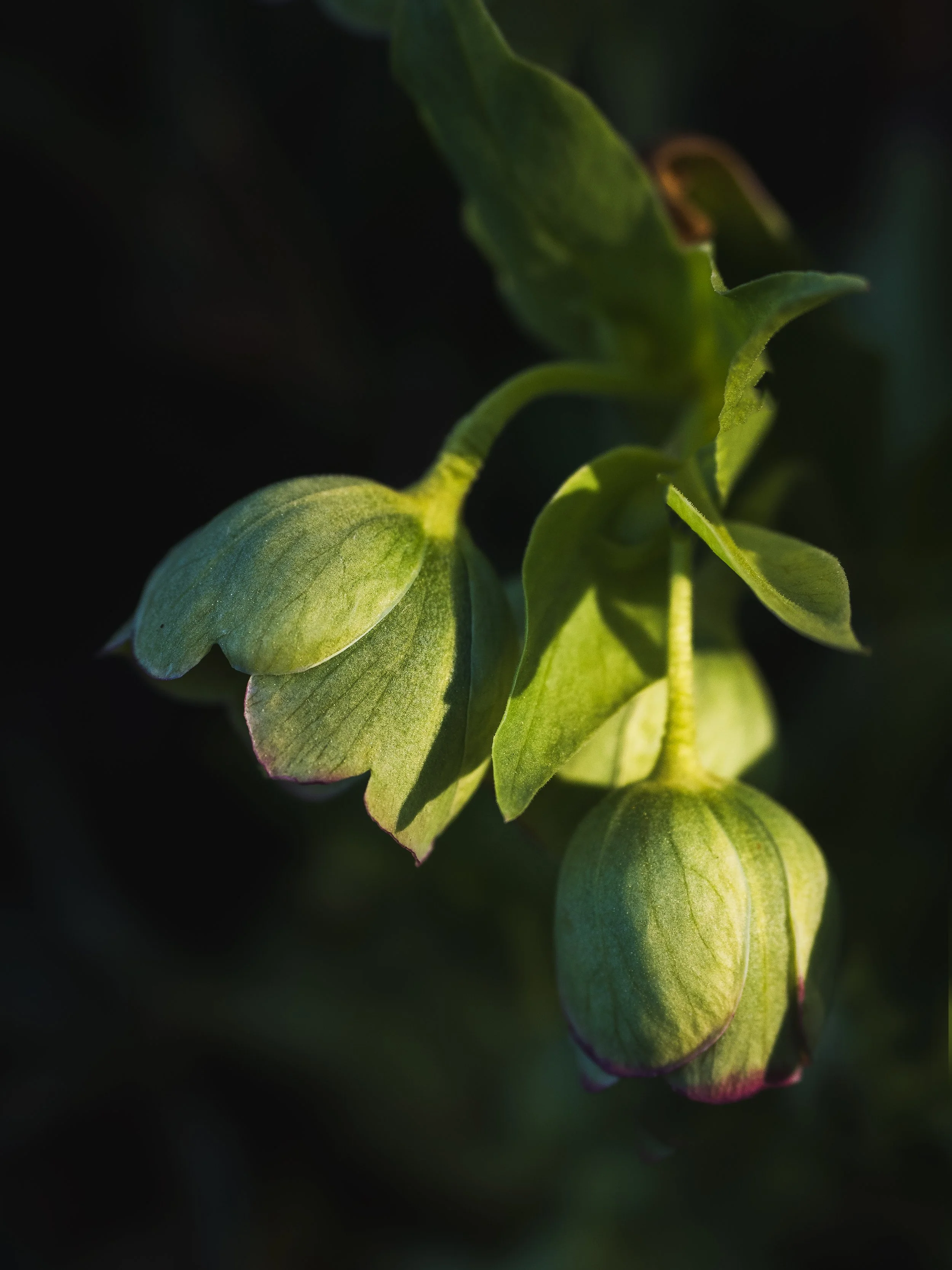 Corsican-Hellebore.jpg
