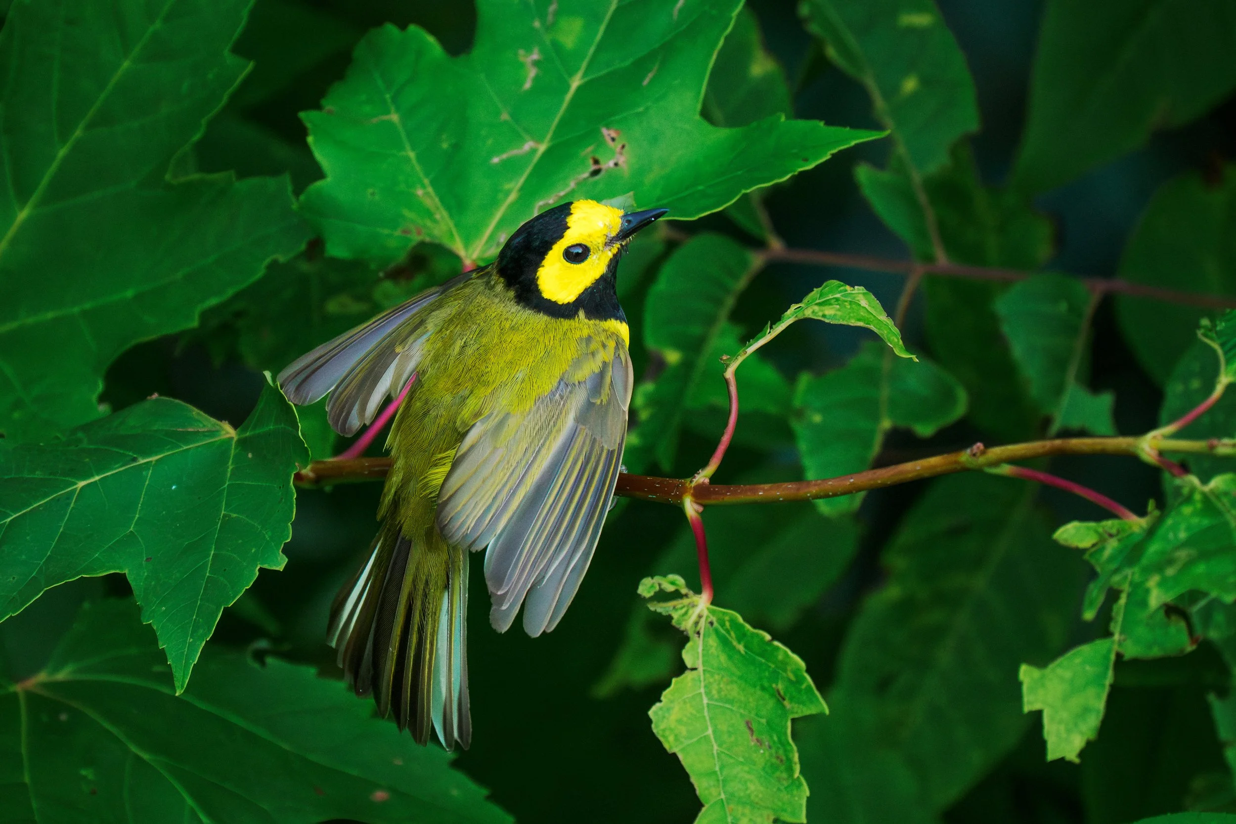 Hooded-Warbler_Colletsville-North-Carolina_07_2025.jpg