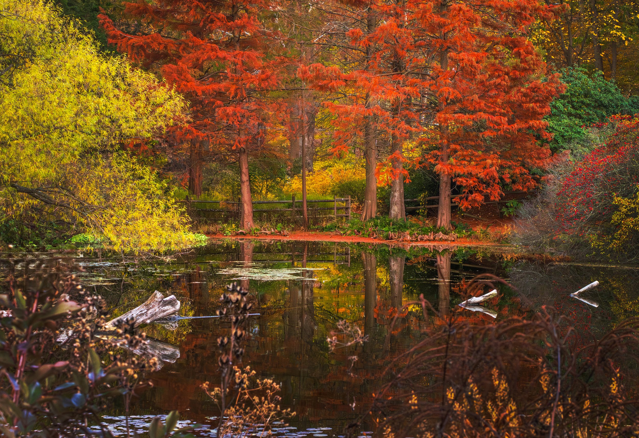Jenkins-Pond-11-7-2025.jpg