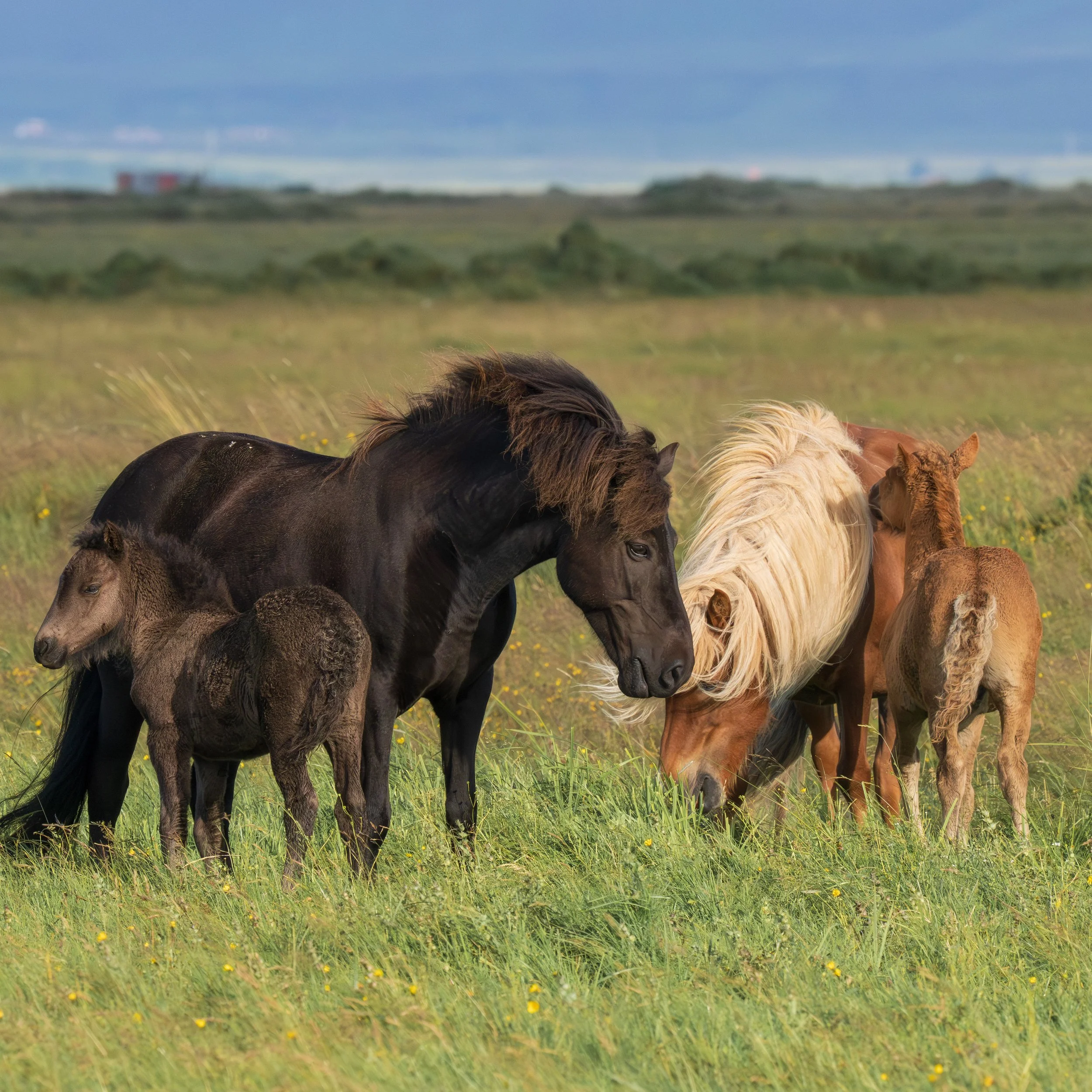 Icelandic Horses 4 August 2024.jpg