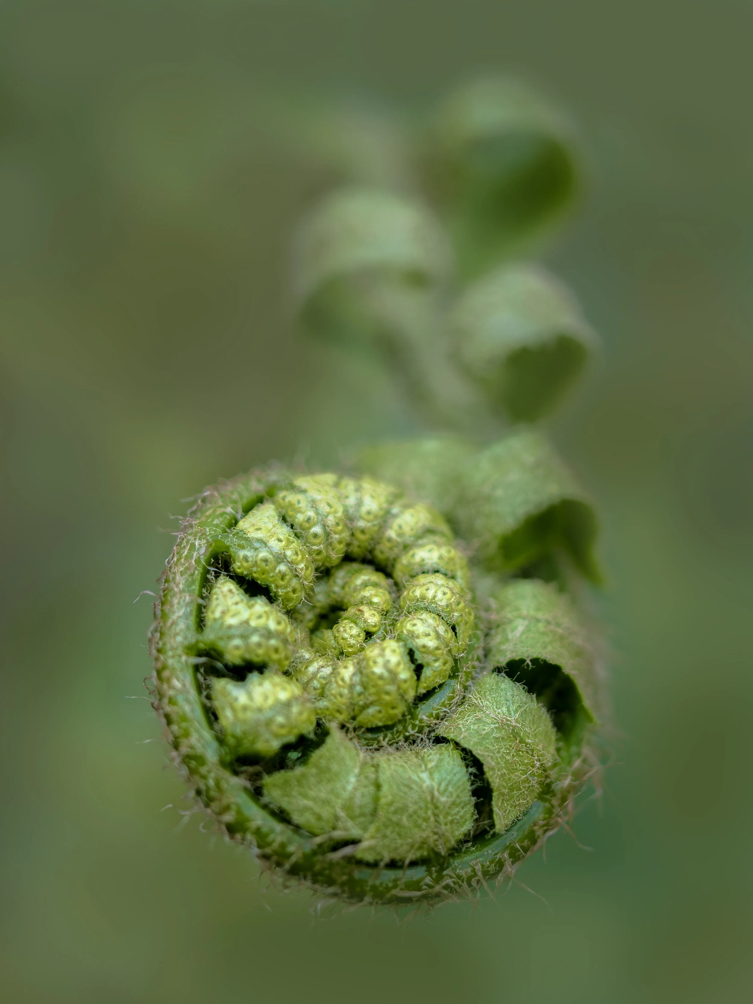Fern-BMP-Image-2.jpg