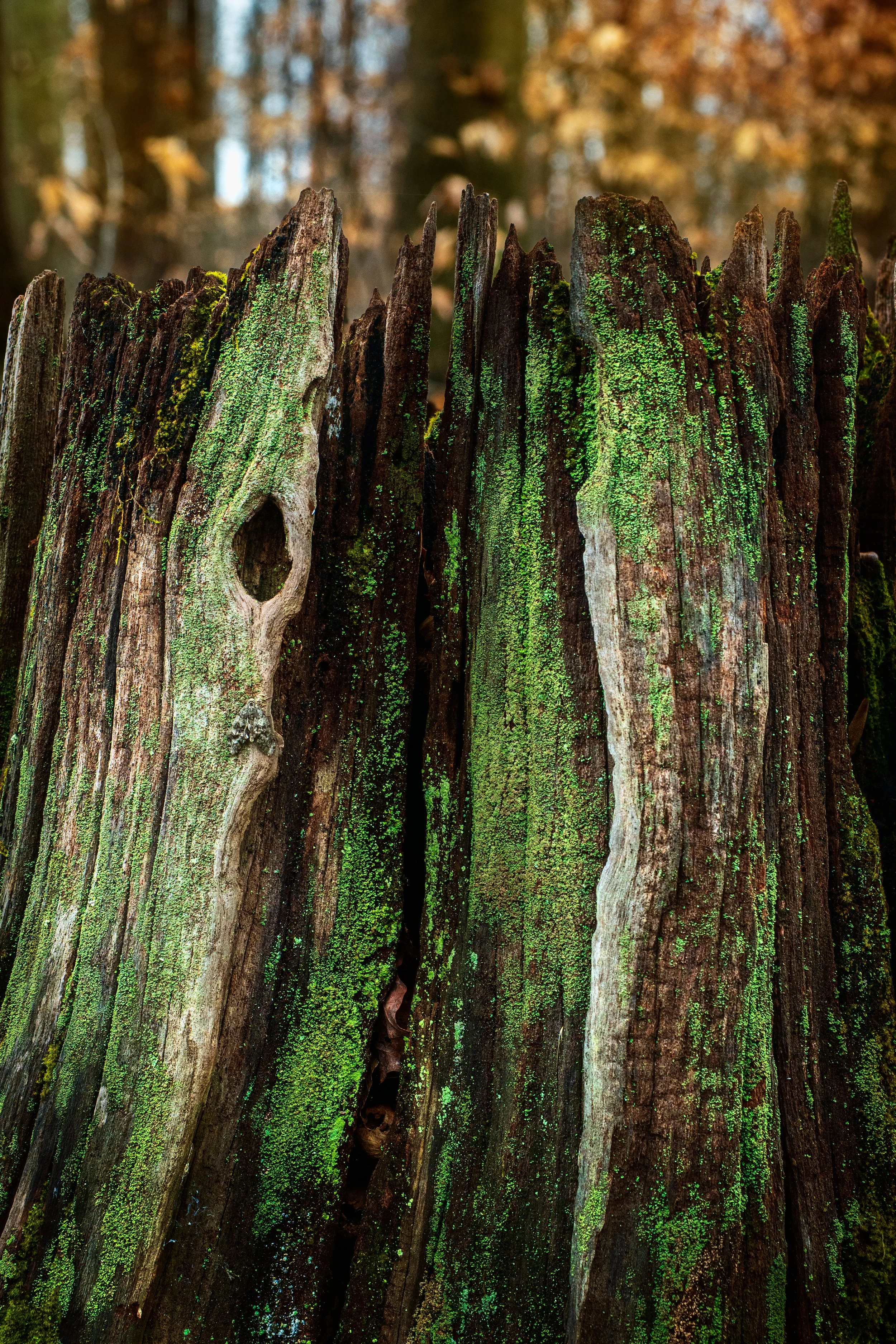 Springton-Manor-Tree-Stump.jpg
