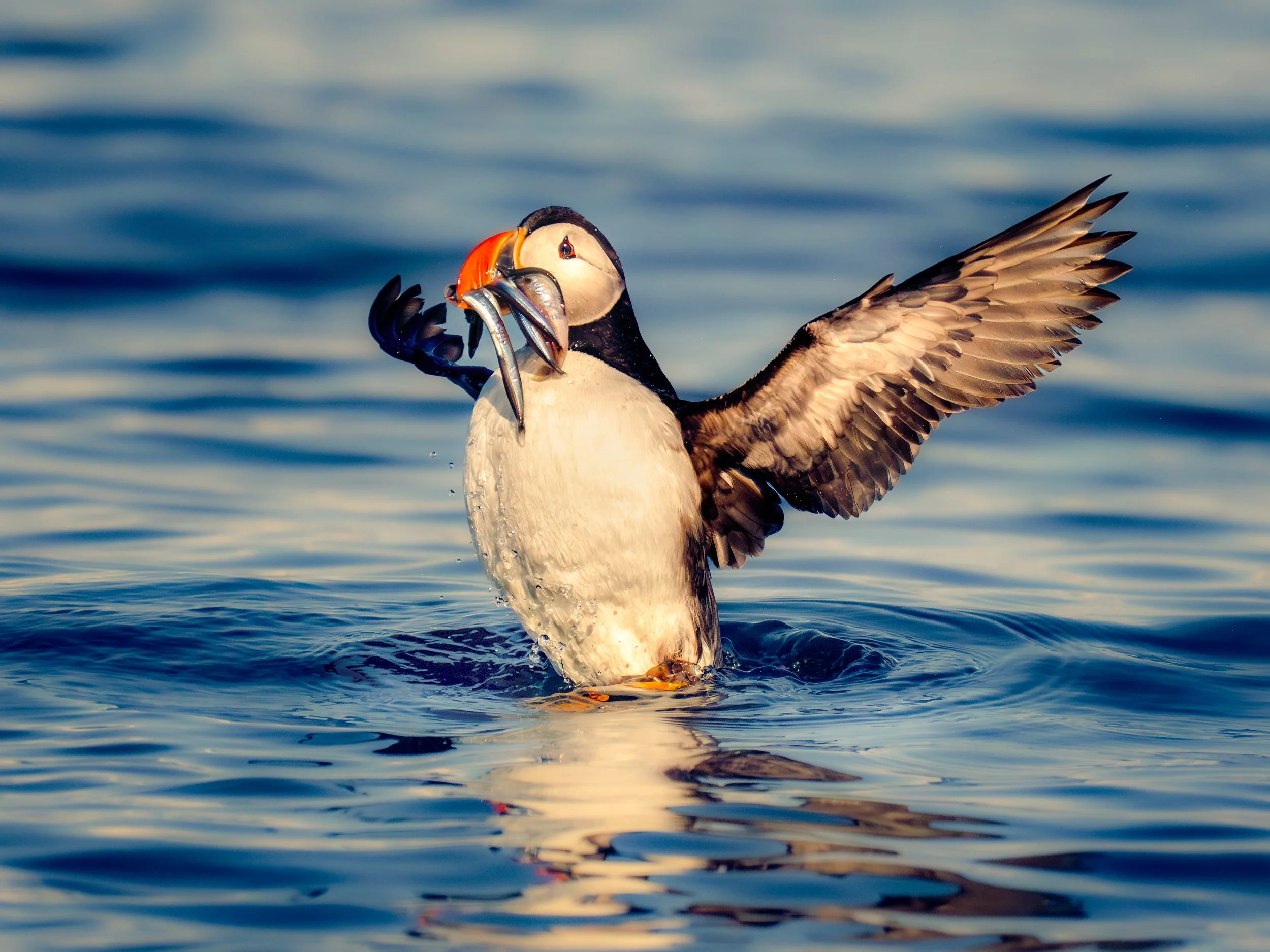 Puffin-With-Fishes_Iceland_Akurey_08_2024.jpg