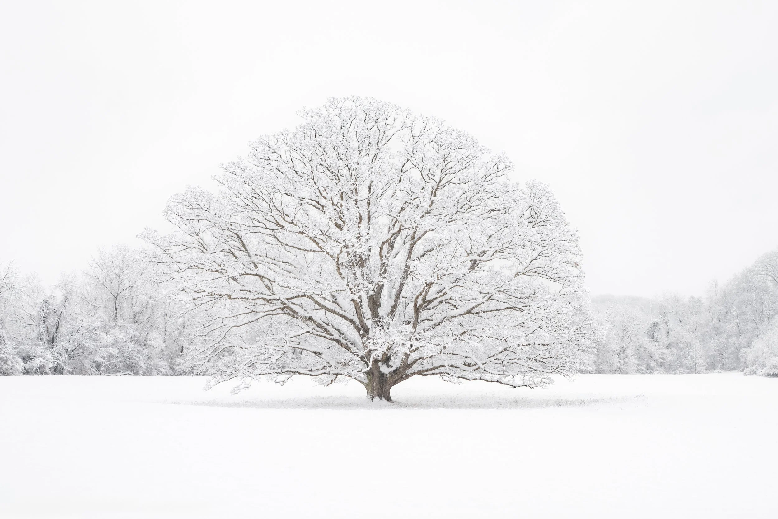 Oak Tree Bryn Coed PRINT.jpg