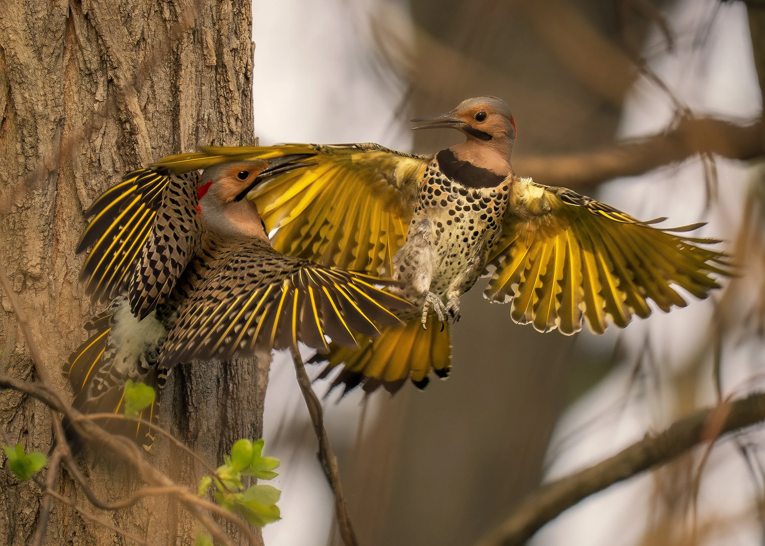 Northern Flicker Springton Manor Farm 04 30 2025.jpg