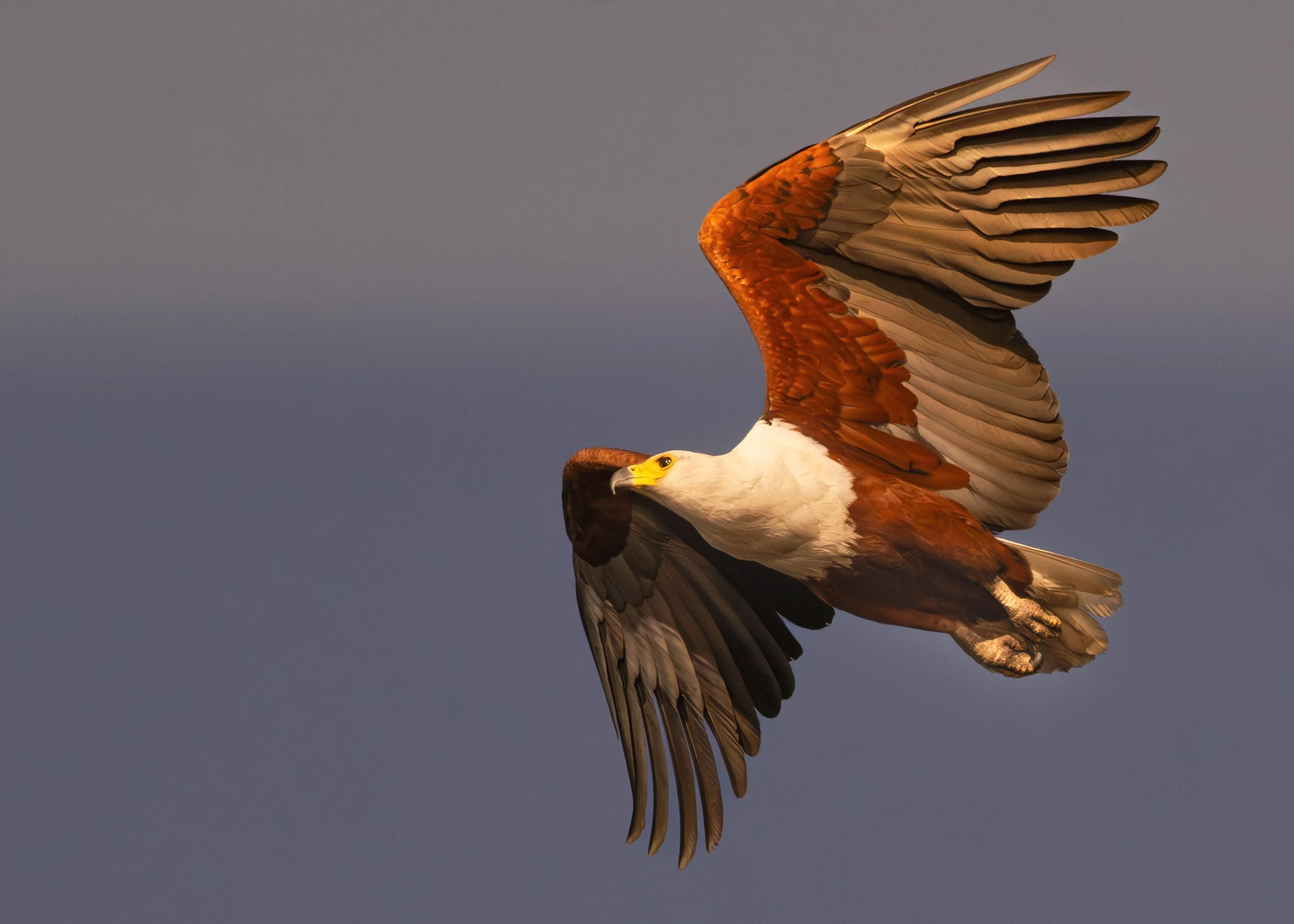 Fish-Eagle_Chobe.jpg