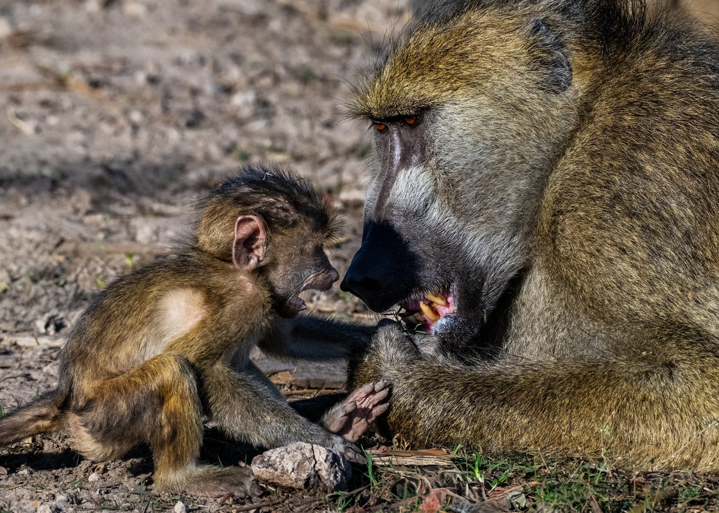 Baboon-with-Baby-08-2023.jpg