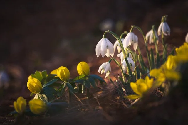 snowdrops-bondsville-mill-02-13-23-.jpeg
