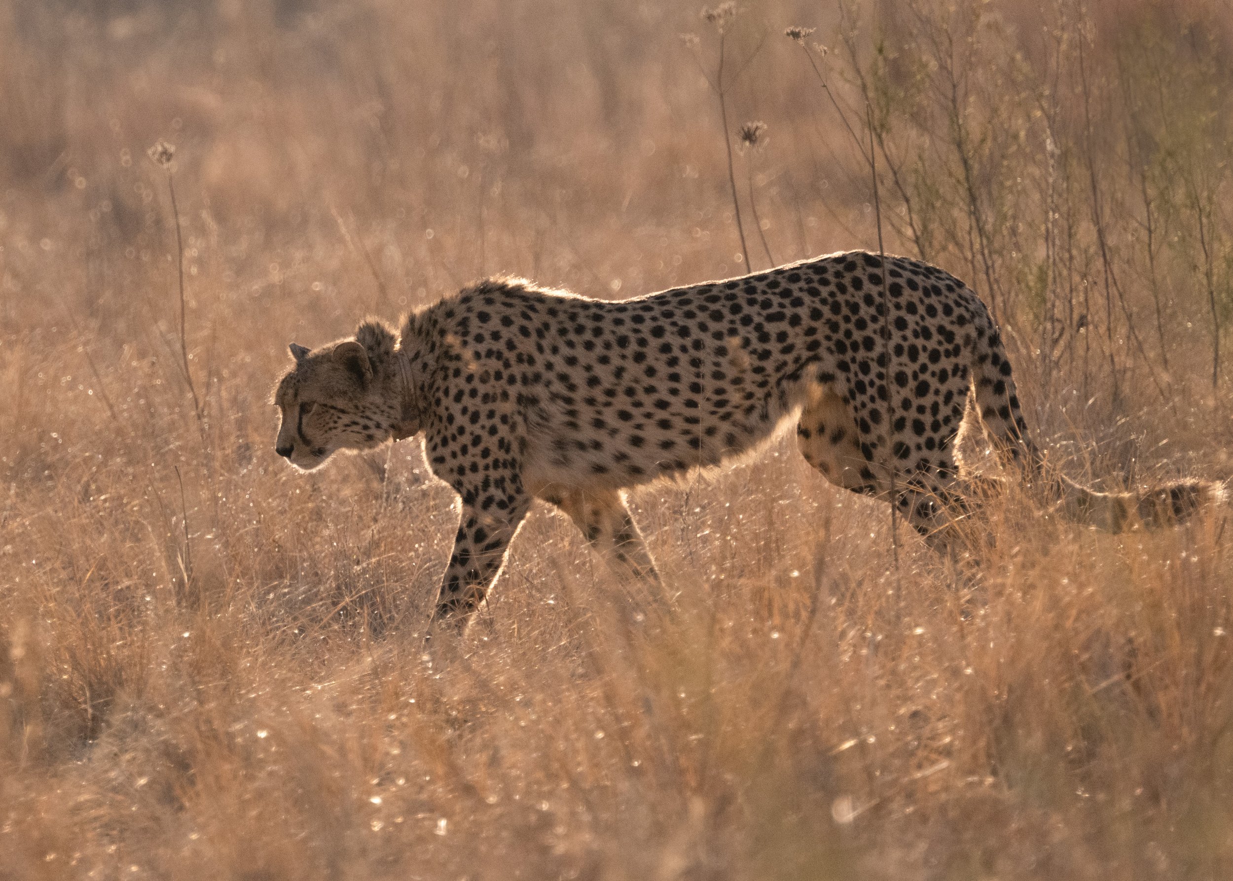 Cheetah-RP-08-2023.jpg