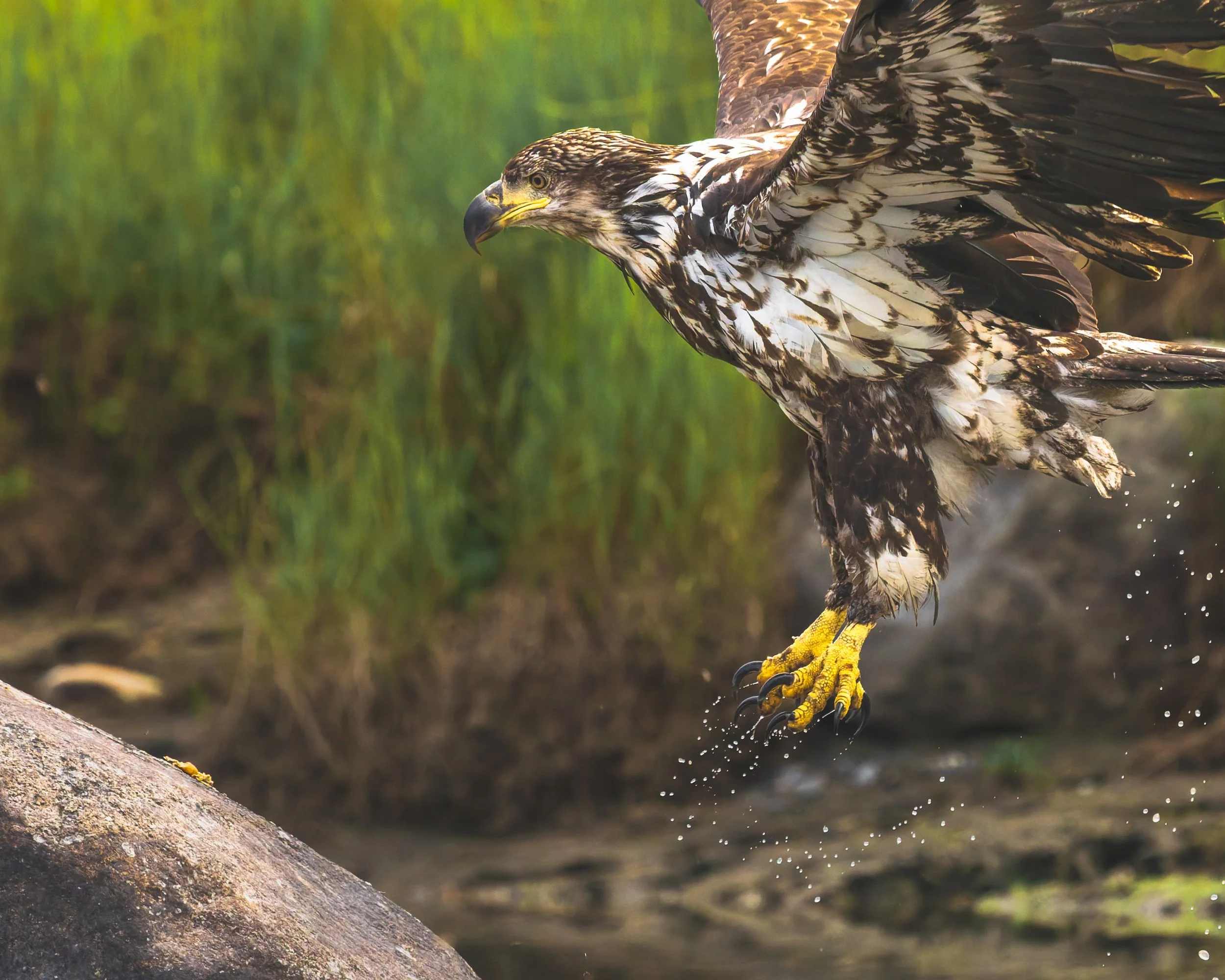 Bald-Eagle-Juvenile-Landing-Kasilo-Alaska-06-2026.jpg