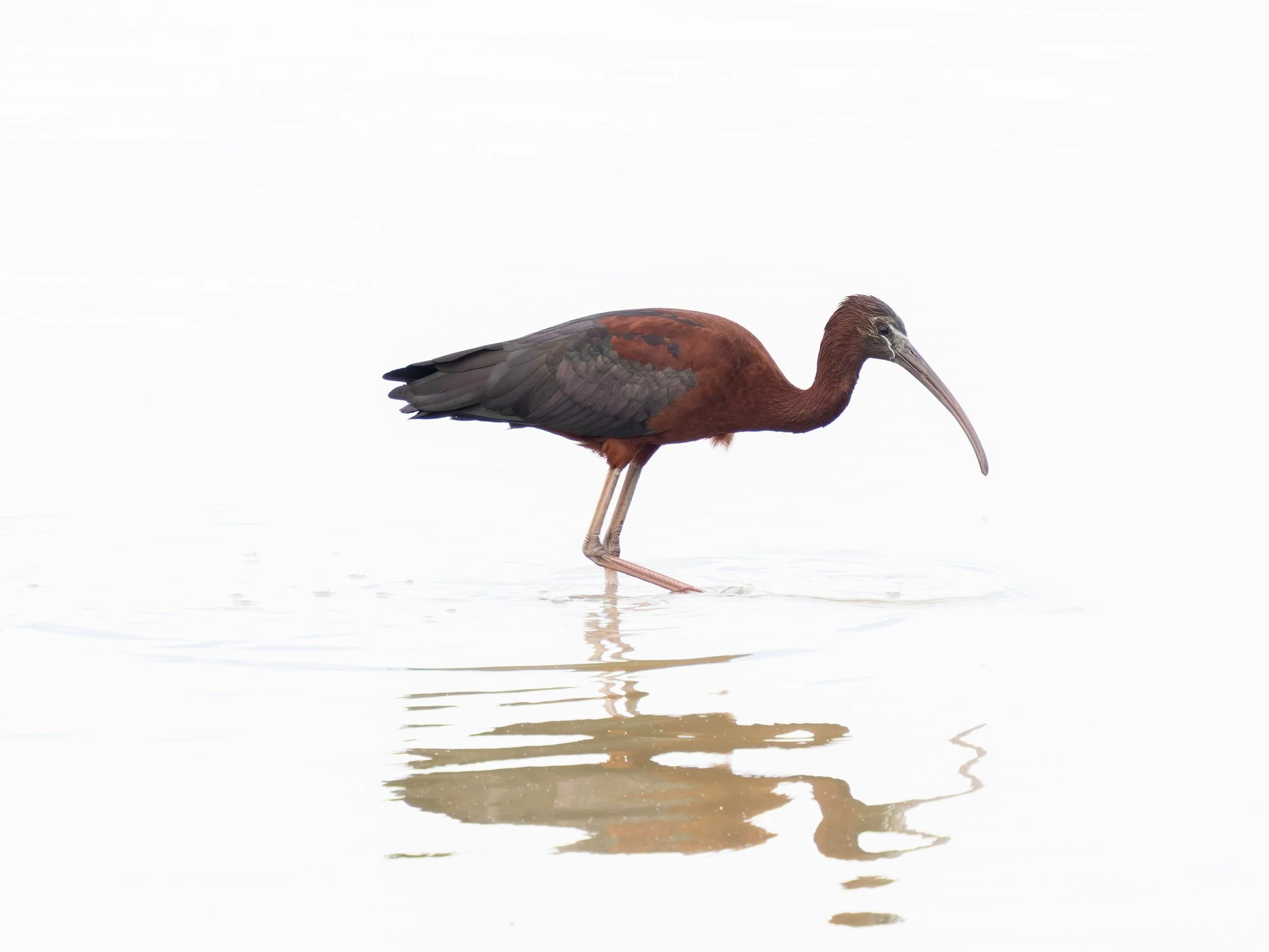 Glossy Ibis High Key Forsythe-06-2026.jpg