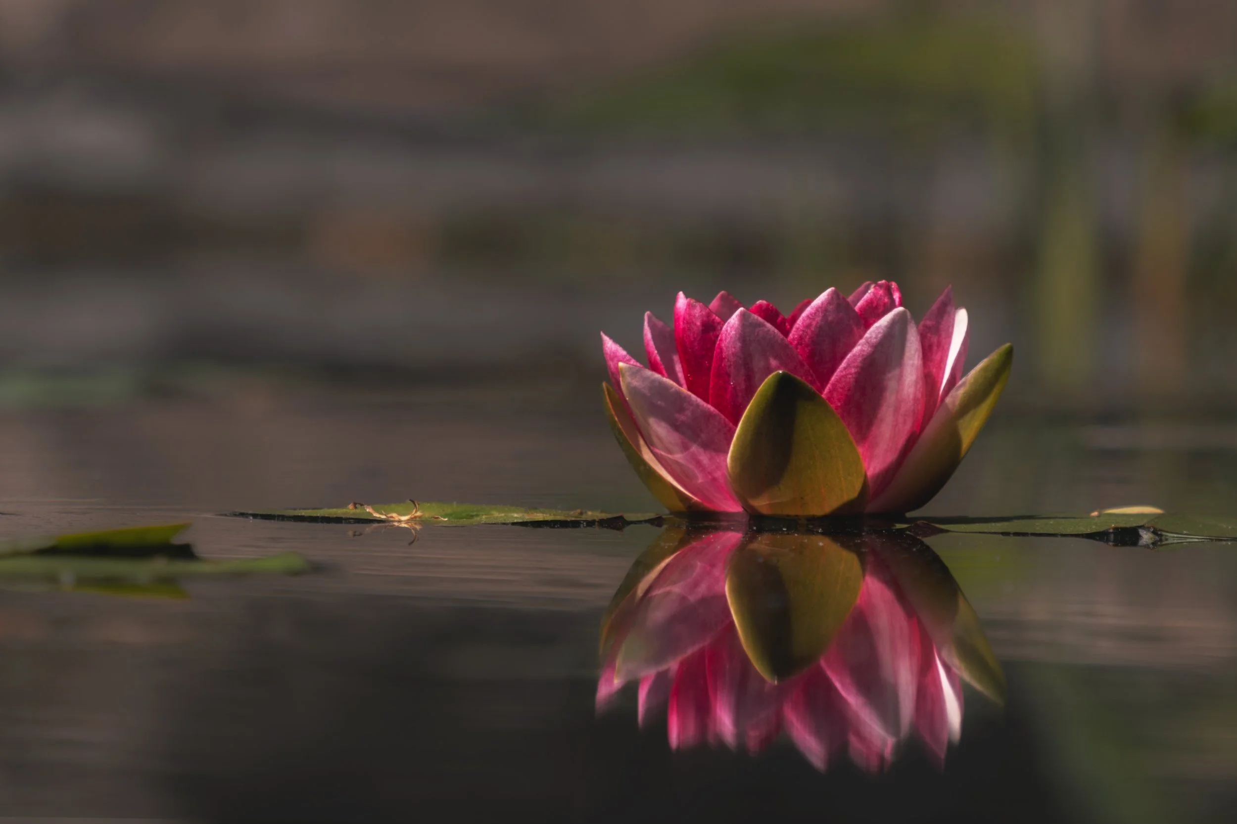 Lotus-at-Mariam-Coffin-Garden_05_2025.jpg