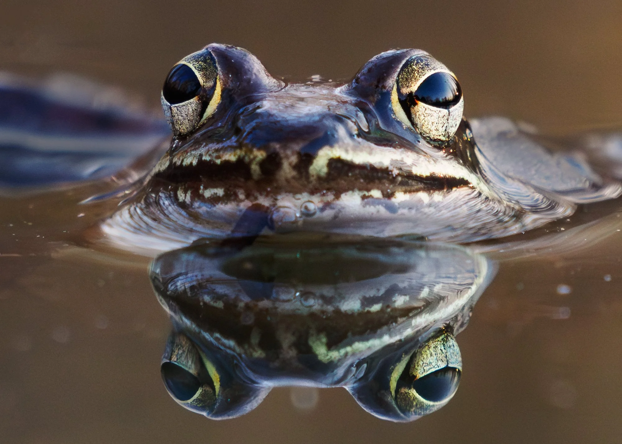 Wood-Frog-03.jpg