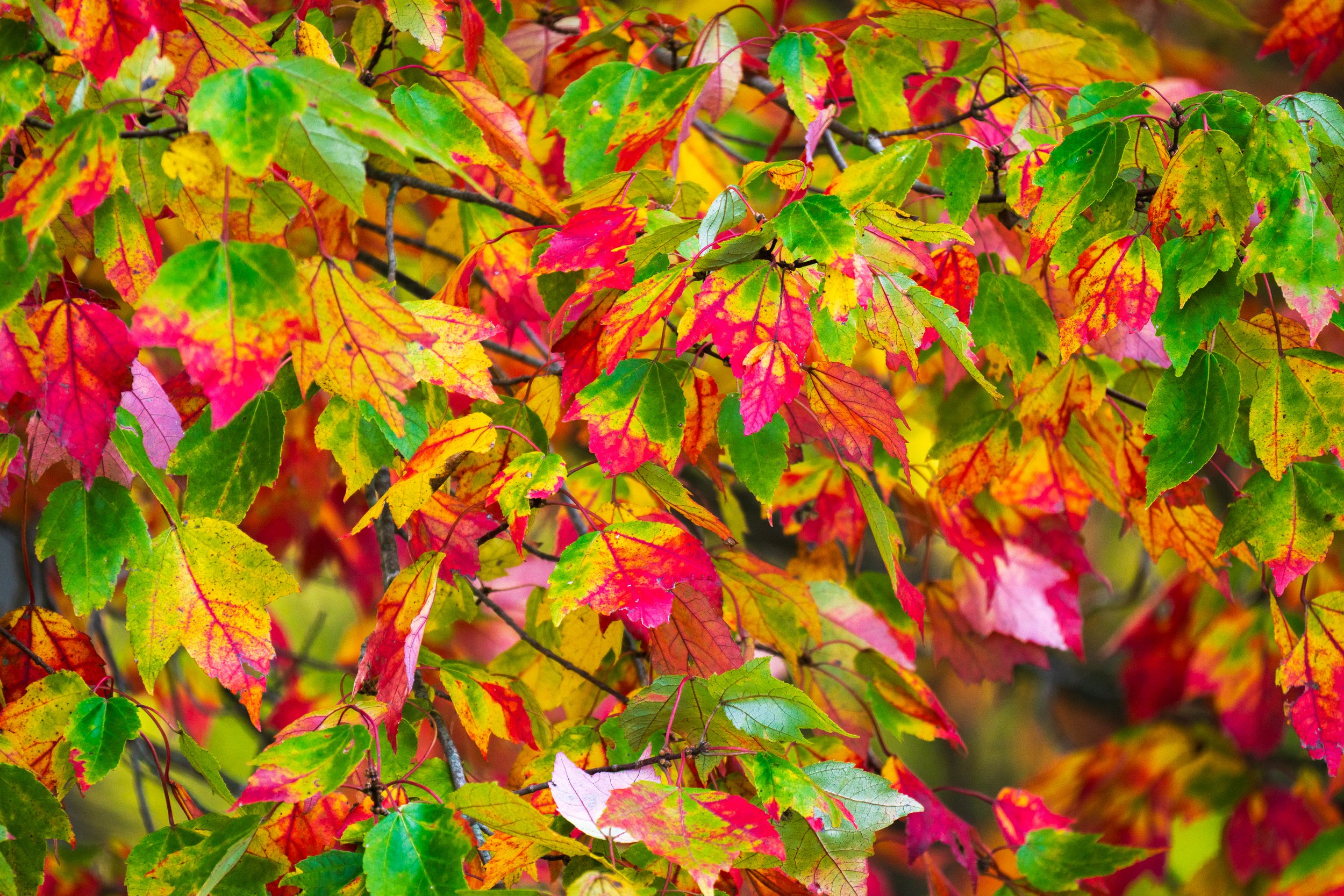 Fall Leaves - Valley Forge, Pennsylvania