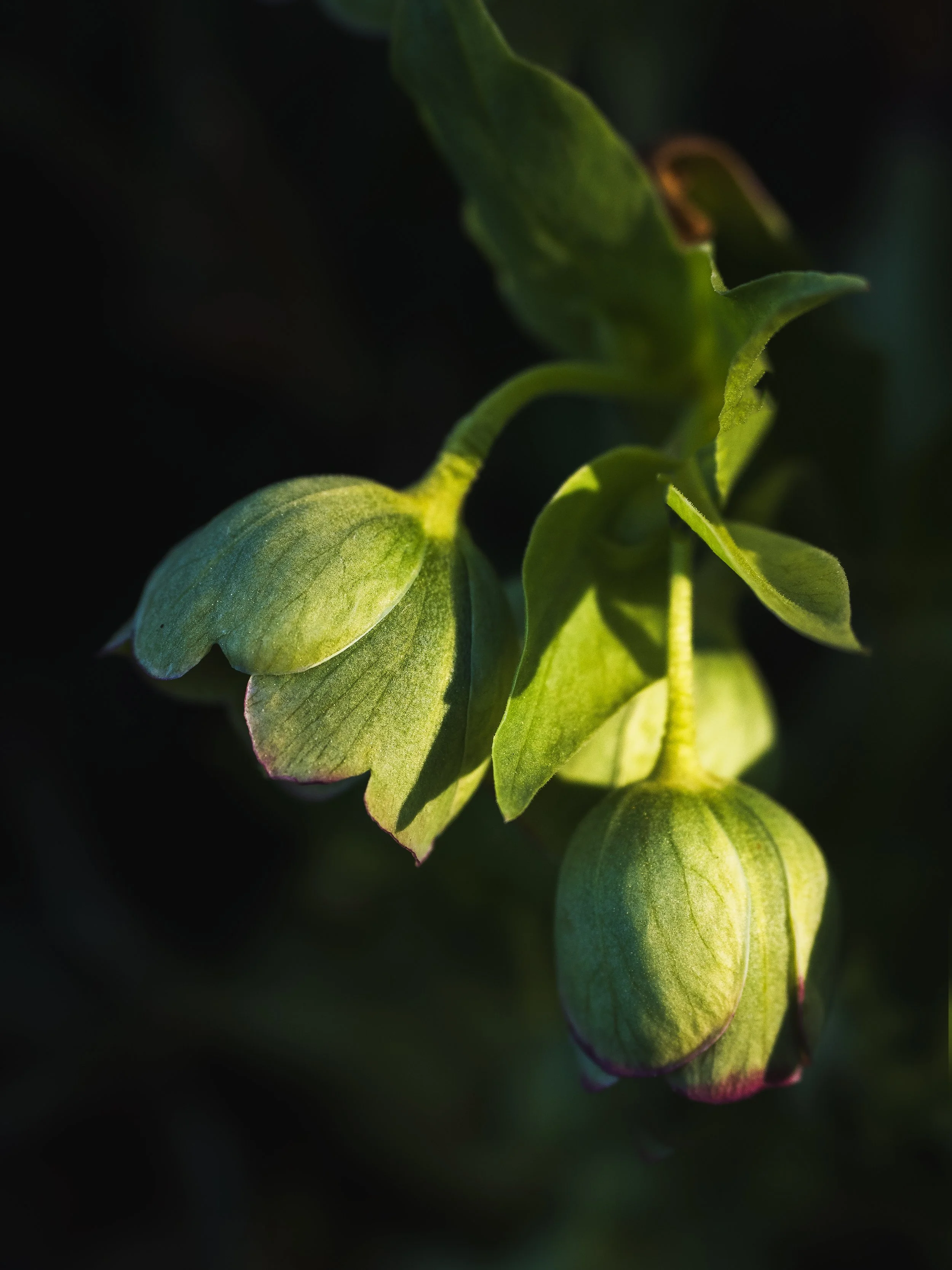 Corsican Hellebore - Goodstay Gardens - Wilmington, Delaware (Portrait)