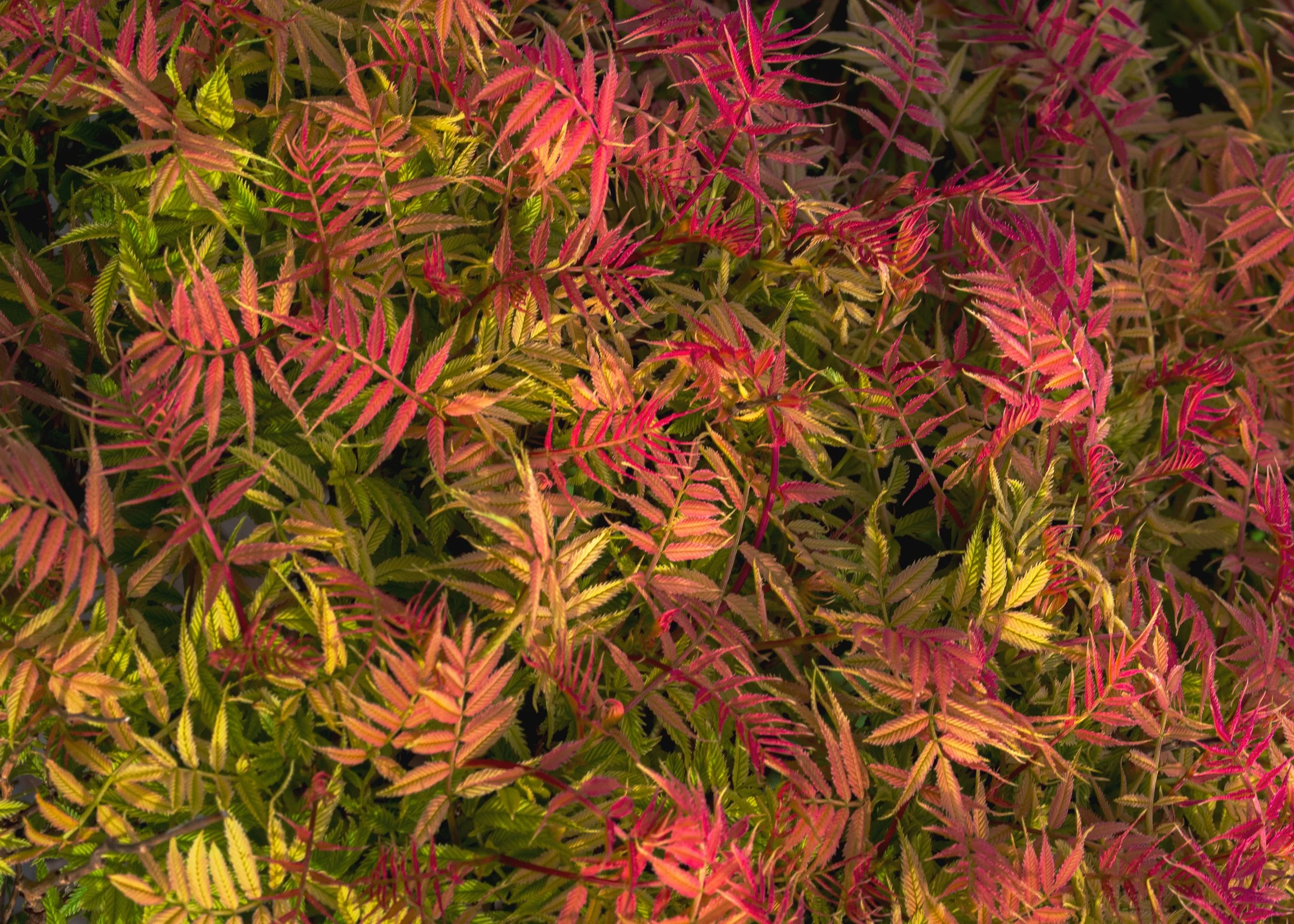 Sem-False-Spirea-Homer-Alaska-06-17-2026.jpg